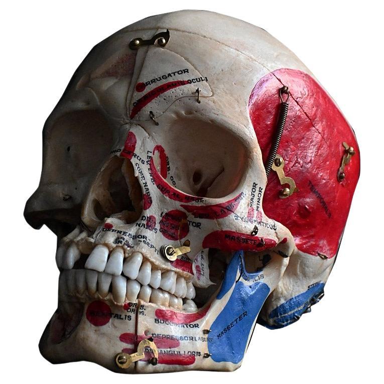 Crâne humain médical articulé du 19e siècle en vente