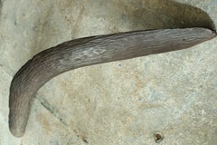 19th Century Australian Aboriginal Hunting Boomerang