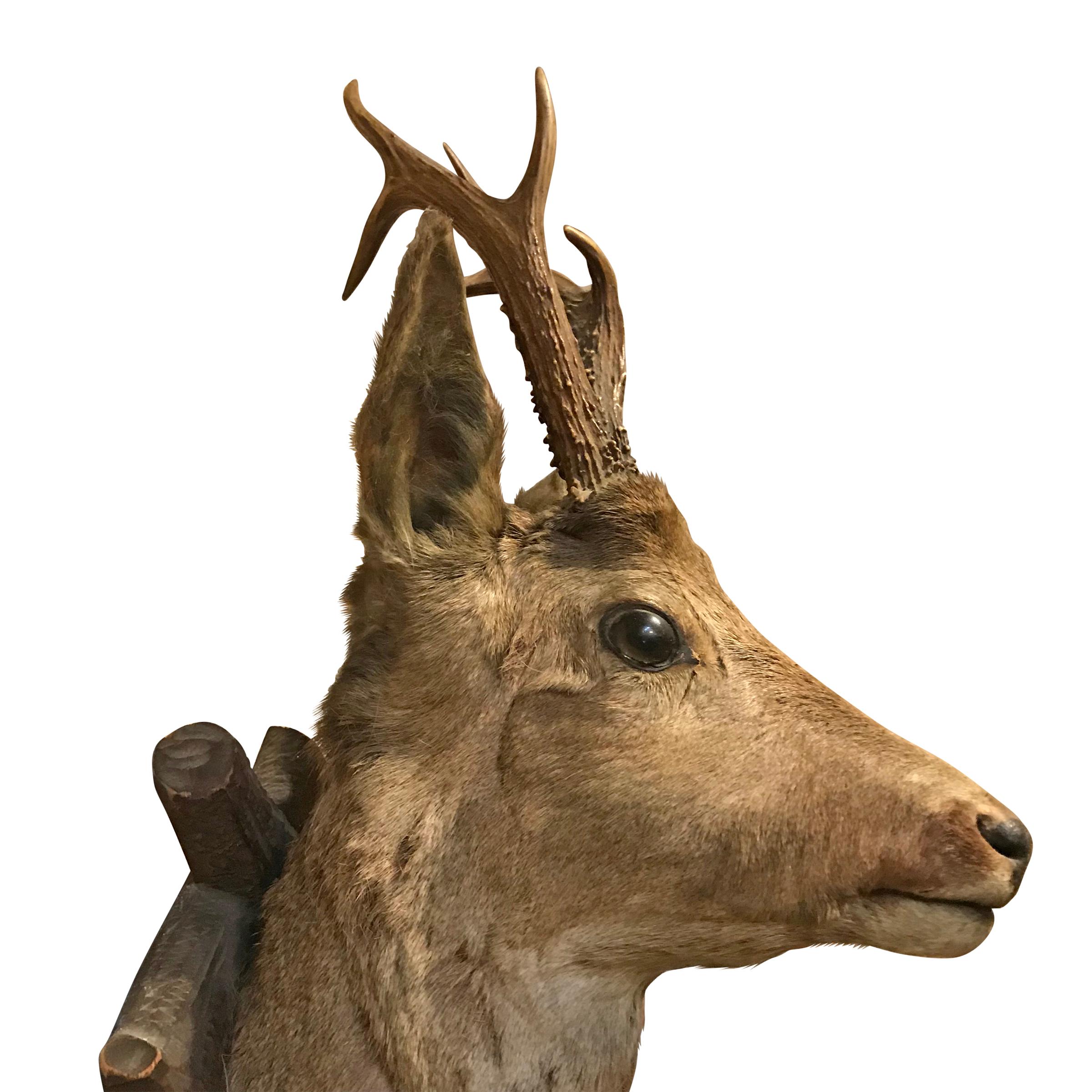 roe deer mount