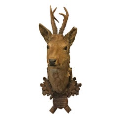 Antique 19th Century Austrian Roe Deer Trophy Mount