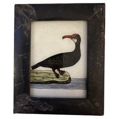 19th-Century Avian Collection: Set of Five Exquisite Bird Paintings