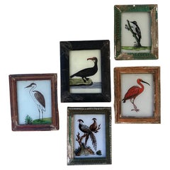 Collection'S del XIX secolo: Set di cinque squisiti dipinti di uccelli