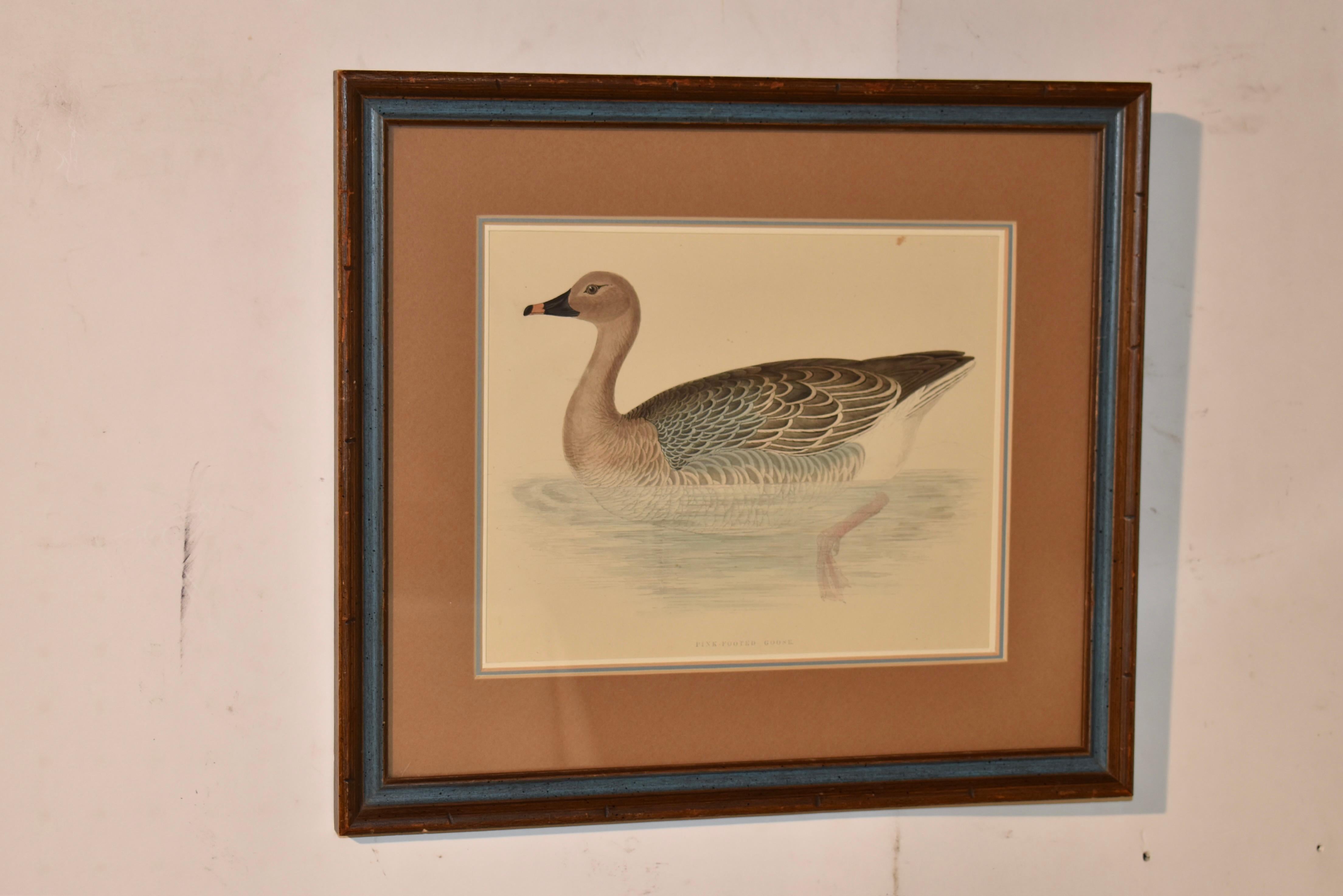 British Game Birds and Wildfowl. Lithografie der Rosafußgans aus dem Jahr 1891, von Dr. Beverley R. Morris, mit Original-Handkolorierung. Professionell mattiert und gerahmt.  