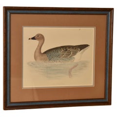 19th Century Beverley Morris Engraving