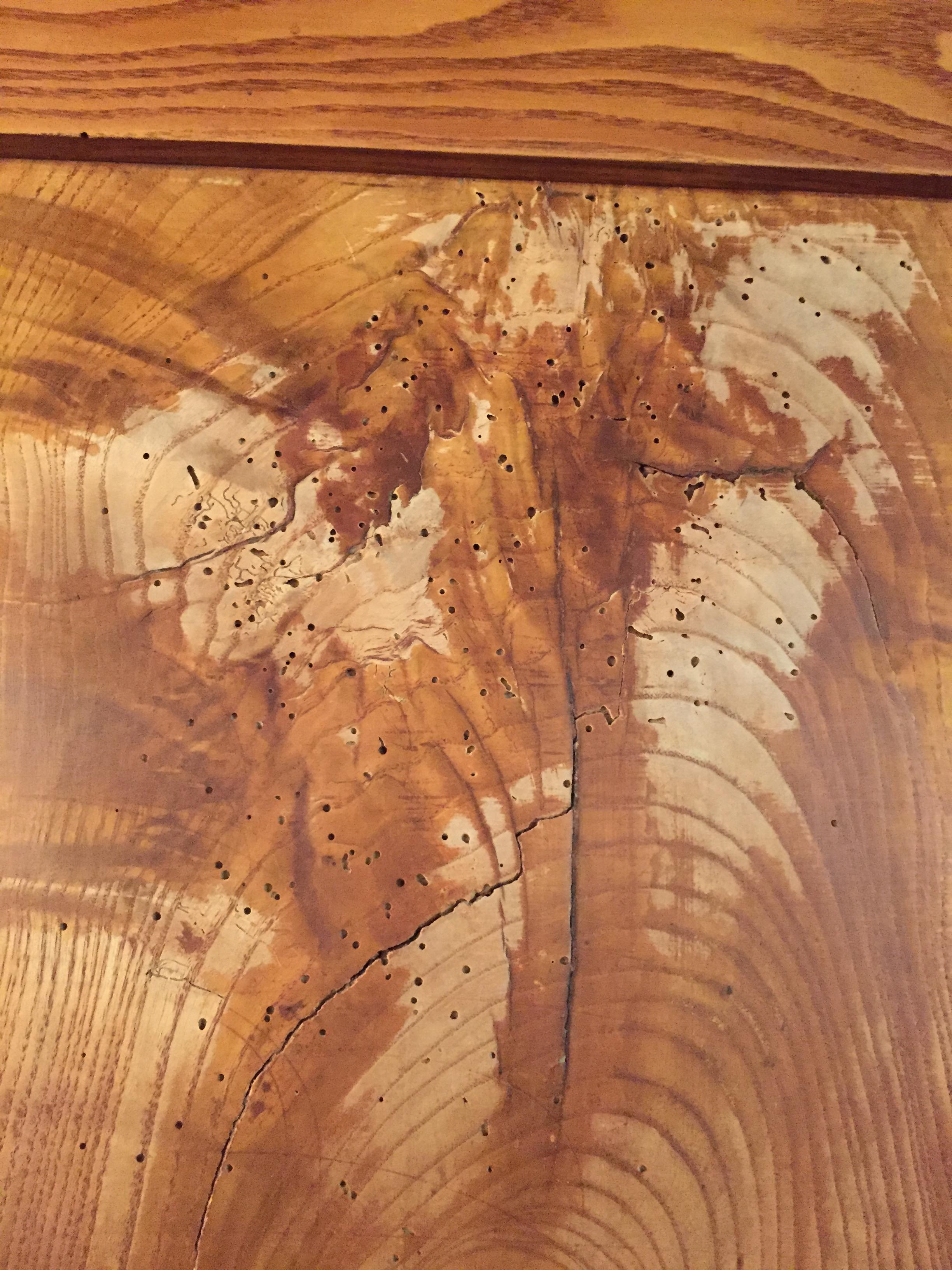 Credenza angolare Biedermeier del XIX secolo in frassino Molto alta in vendita 6