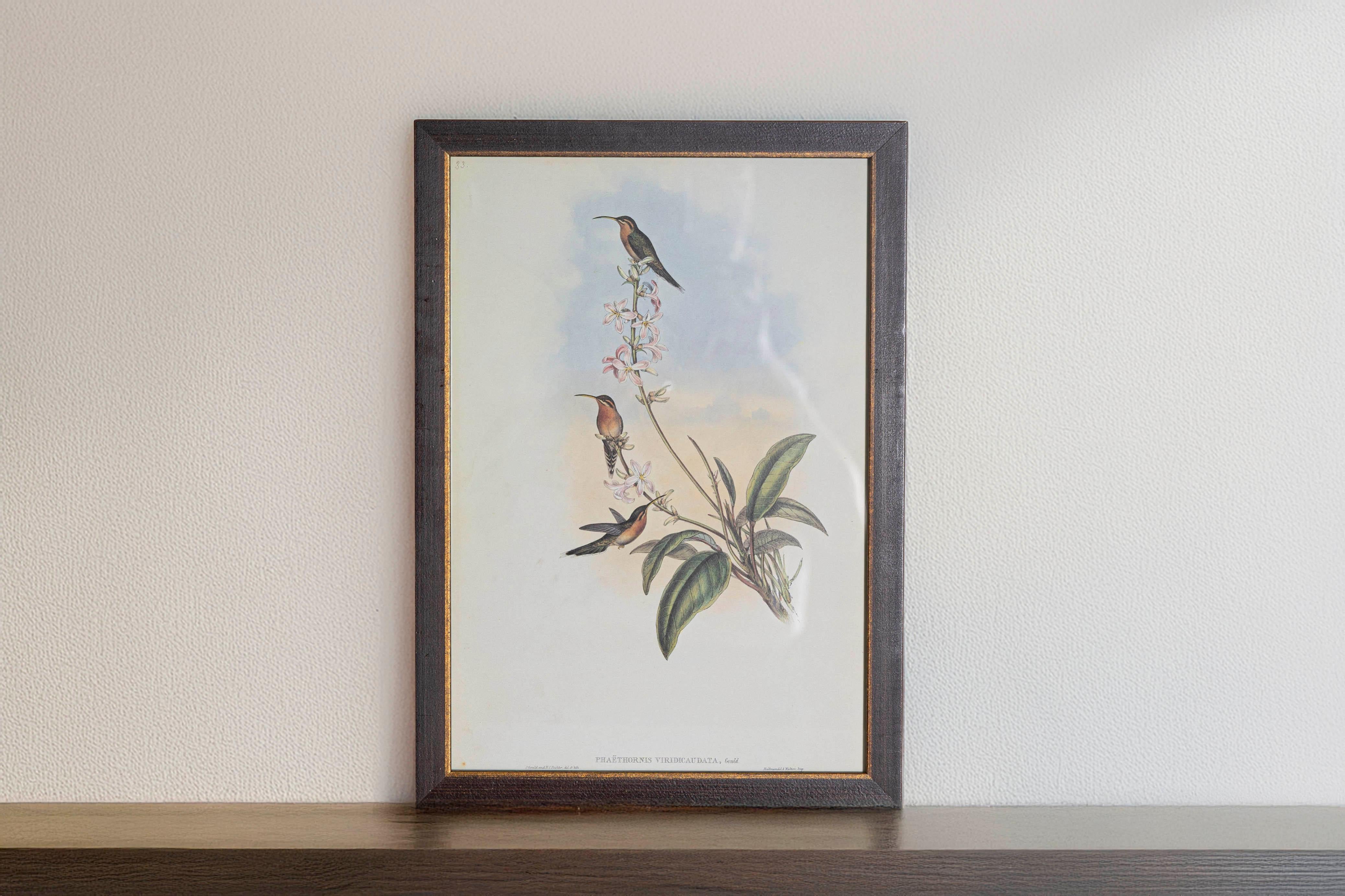 Le stampe di uccelli tropicali con cornice di John Goulds 1955 sono tratte dalla sua edizione limitata di 1000 esemplari.  
Il più celebre ornitologo britannico del diciannovesimo secolo
John Gould (1804-1881) era un uomo d'affari, editore e