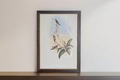 19th Century Bird Print - One of 24