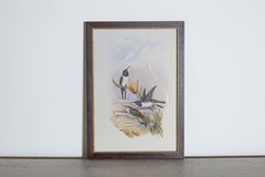 19th Century Bird Print - One of 24