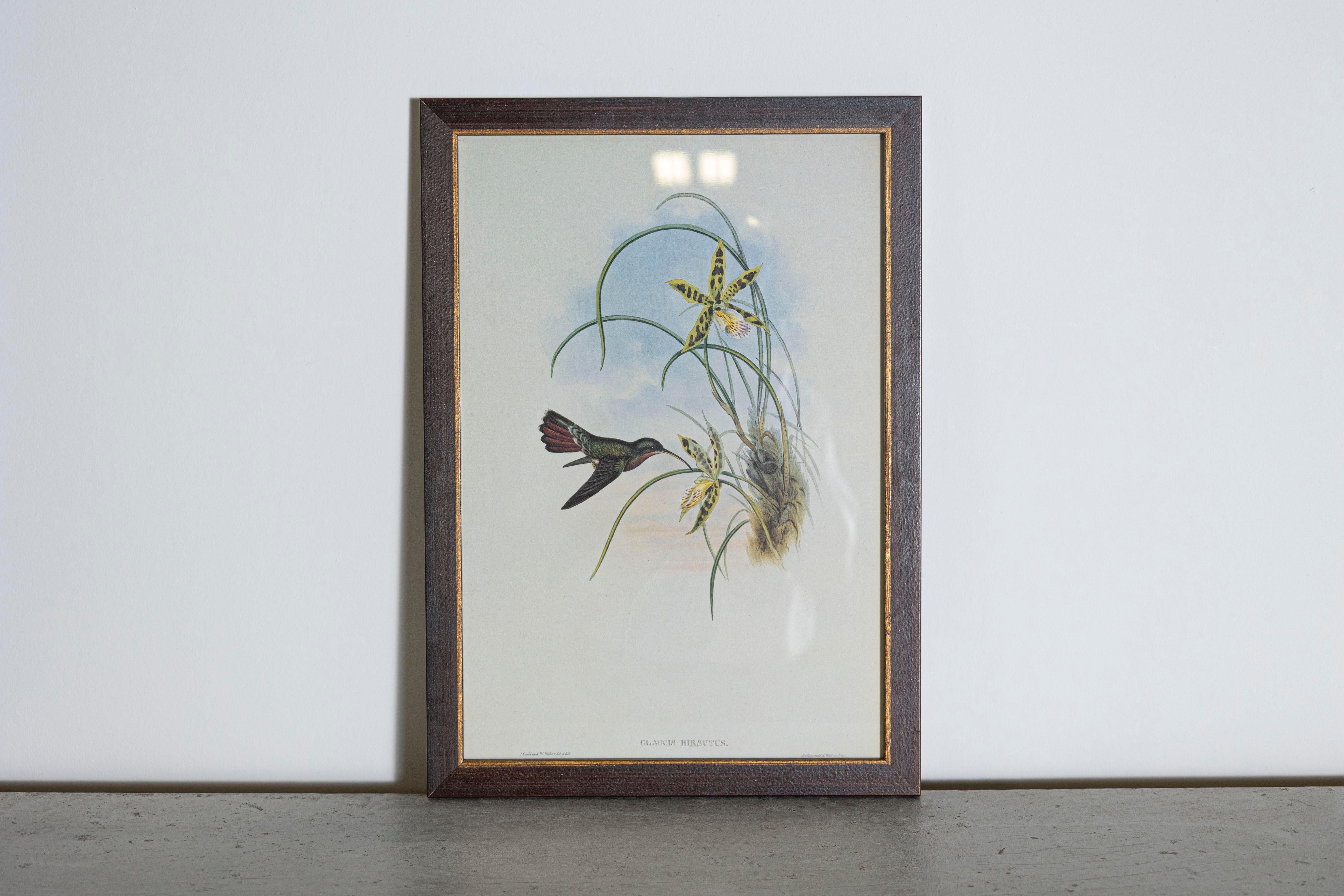 Impresiones de aves tropicales enmarcadas del Sr. John Gould, 1955, extraídas de su edición limitada de 1000 ejemplares.  
El ornitólogo británico más célebre del siglo XIX
John Gould (1804-1881) fue un hombre de negocios, editor y obsesivo