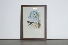 19th Century Bird Print - One of 24