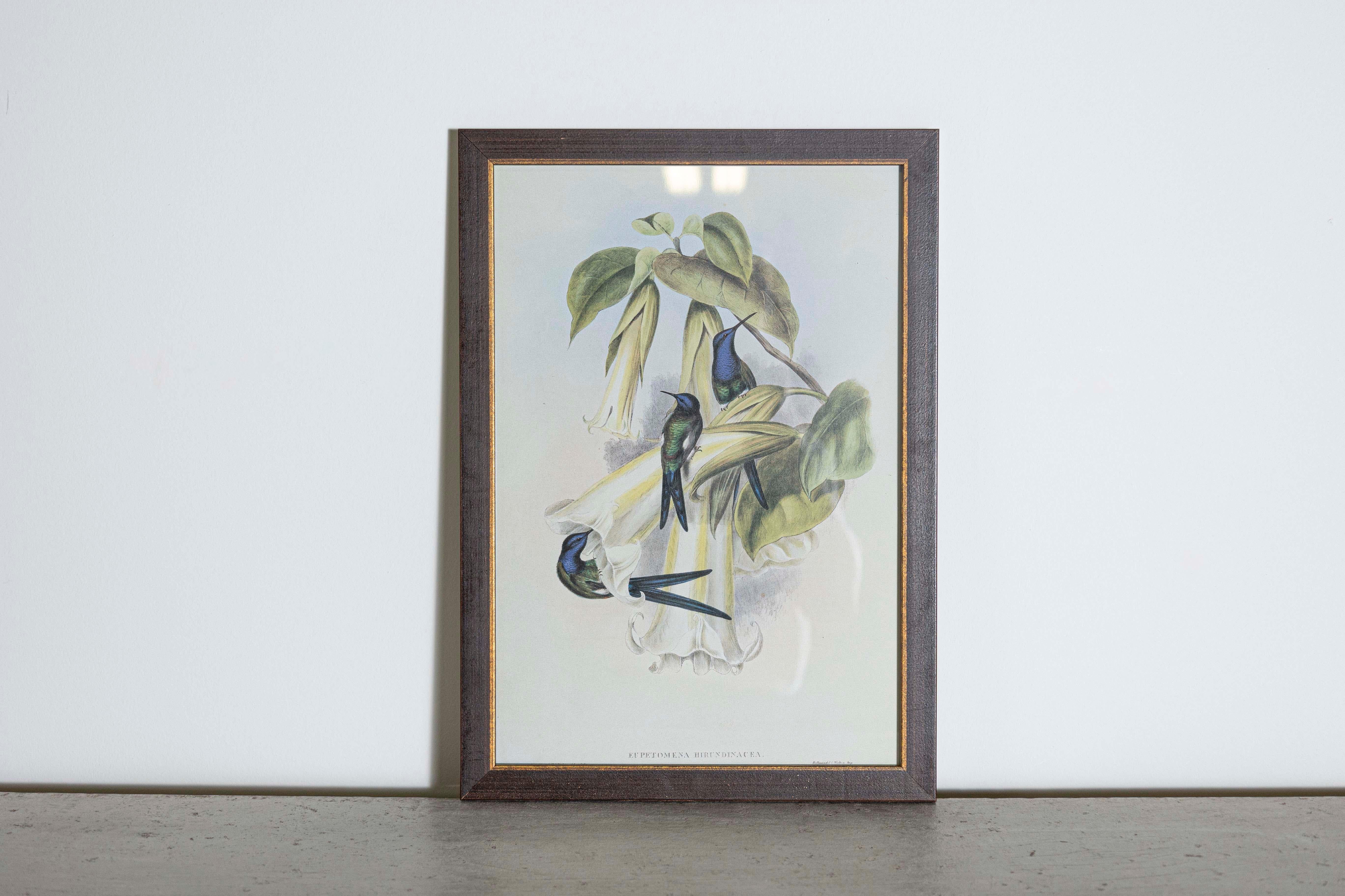 Mr John Gould's tropical framed Bird prints 1955 taken from his limited edition of 1000.  
The most celebrated British ornithologist of the nineteenth-century
John Gould (1804-1881) was a businessman, publisher, and obsessive bird collector with an
