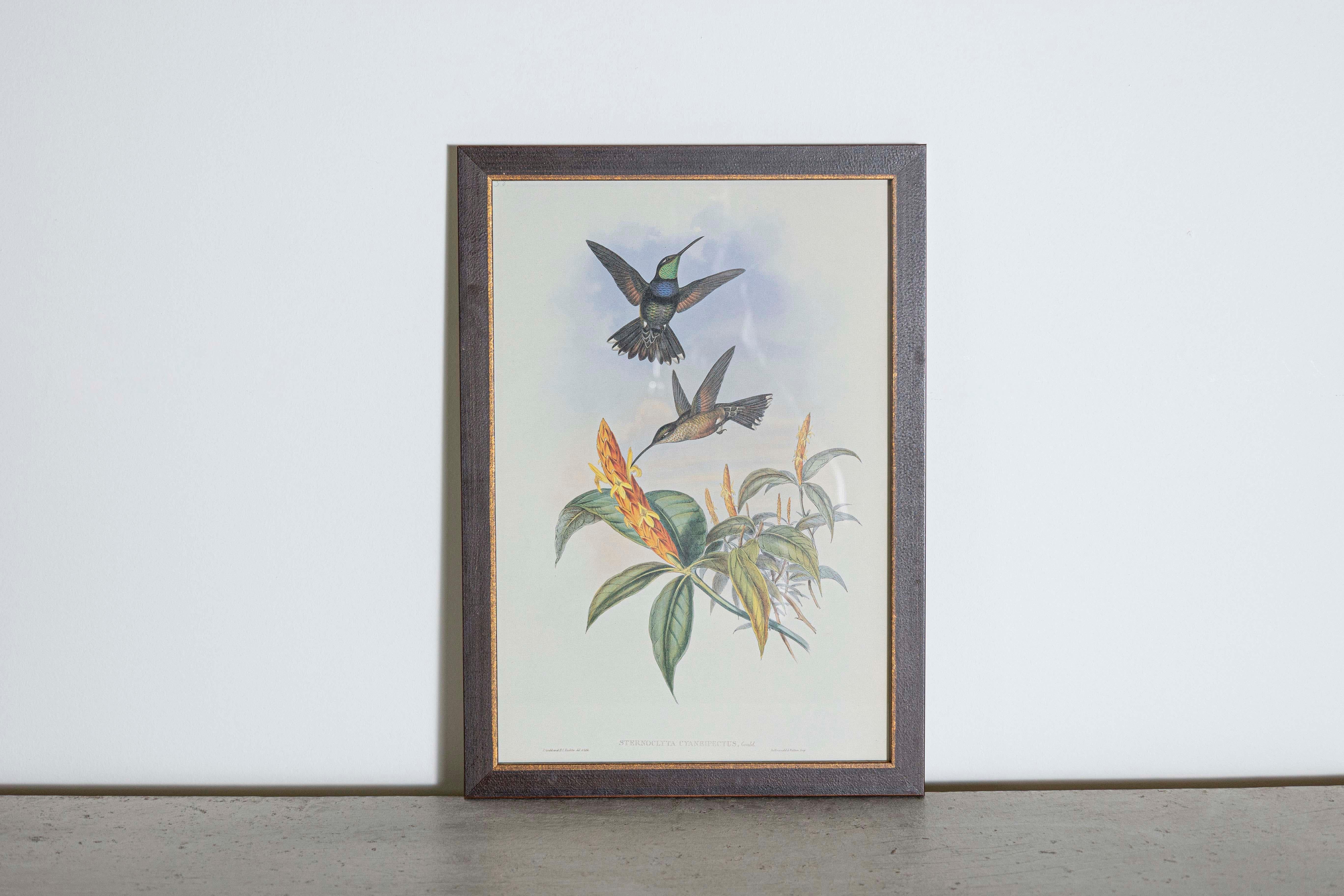 Mr. John Gould's tropical framed Bird prints 1955 taken from his limited edition of 1000.  
The most celebrated British ornithologist of the nineteenth-century
John Gould (1804-1881) was a businessman, publisher, and obsessive bird collector with an