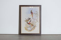 19th Century Bird Print - One of 24