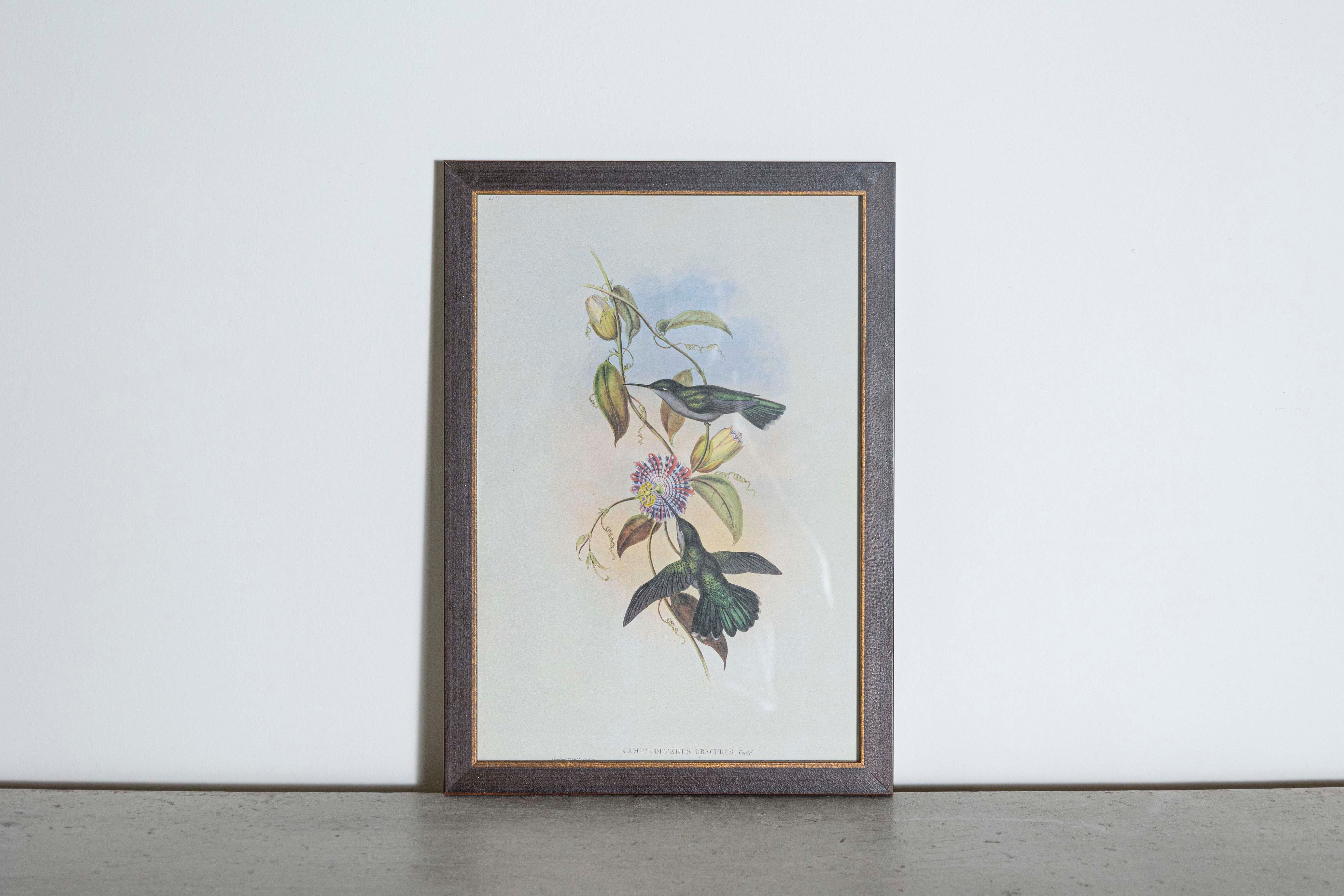 Mr. John Gould's tropical framed Bird prints 1955 taken from his limited edition of 1000.
The most celebrated British ornithologist of the nineteenth-century
John Gould (1804-1881) was a businessman, publisher, and obsessive bird collector with an