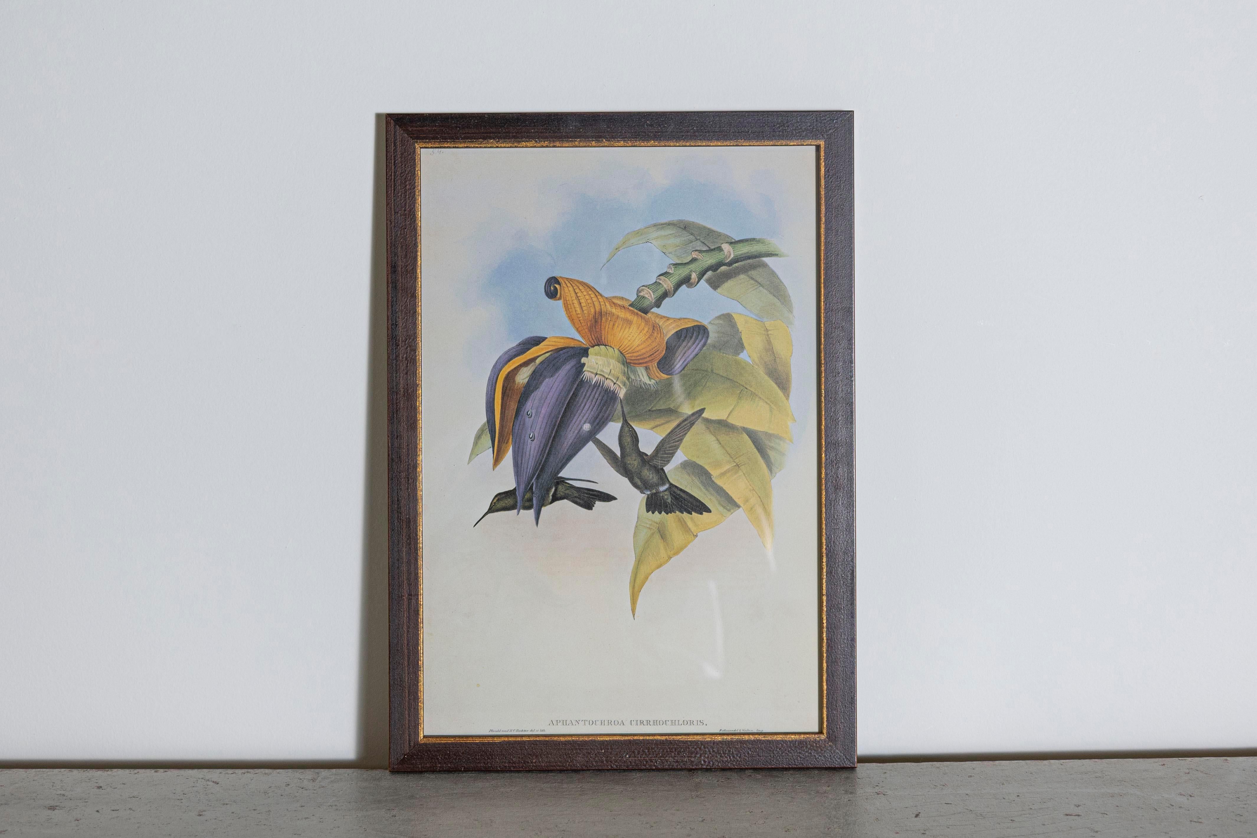 Les tirages d'oiseaux tropicaux encadrés de M. John Gould 1955 sont tirés de son édition limitée à 1000 exemplaires. L'ornithologue britannique le plus célèbre du XIXe siècle John Gould (1804-1881) était un homme d'affaires, un éditeur et un
