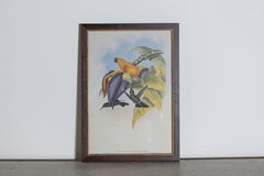 19th Century Bird Print - One of 24
