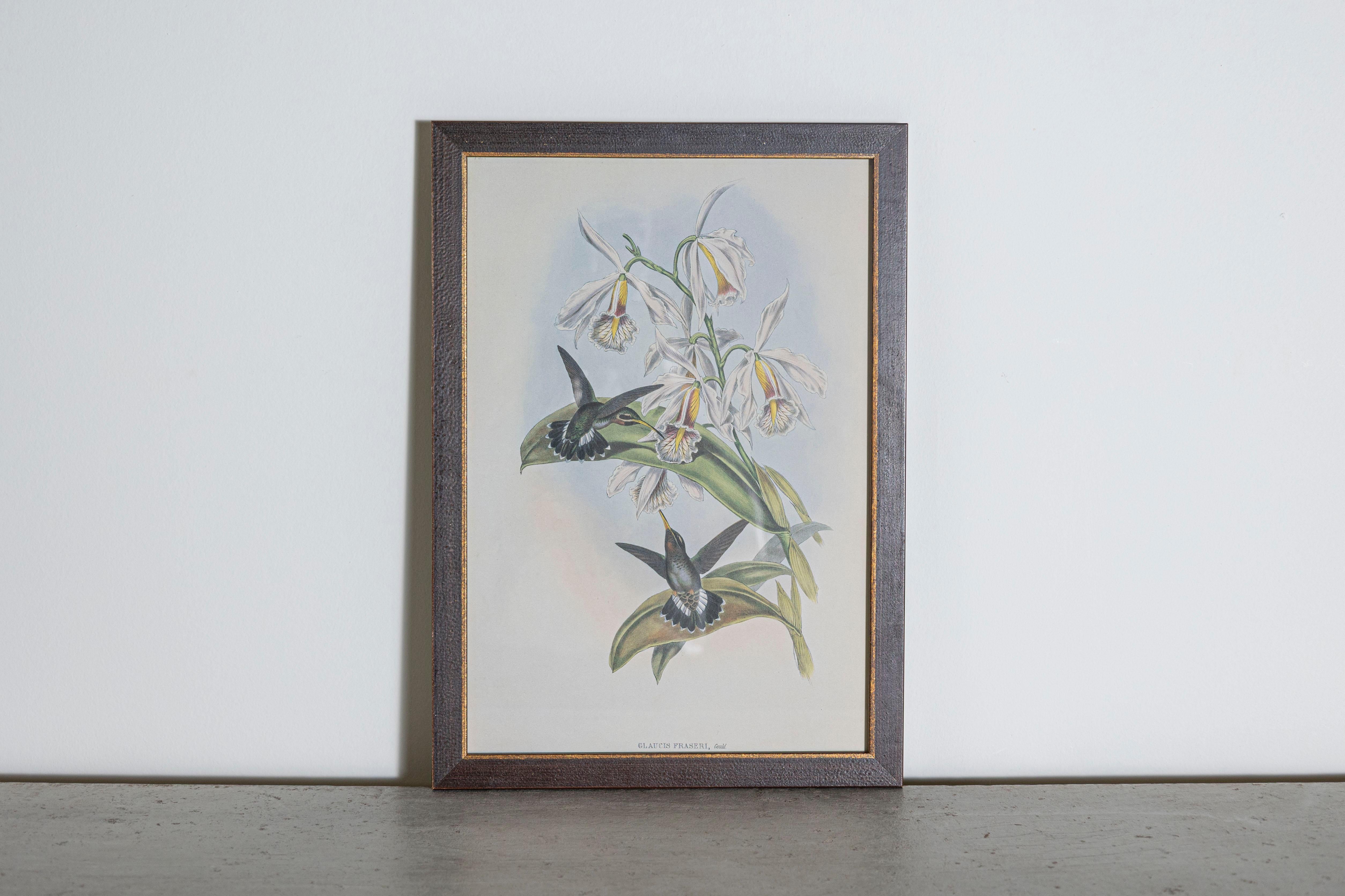 Mr John Gould's tropical framed Bird prints 1955 taken from his limited edition of 1000.  The most celebrated British ornithologist of the nineteenth-century John Gould (1804-1881) was a businessman, publisher, and obsessive bird collector with an