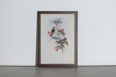 19th Century Bird Print - One of 24