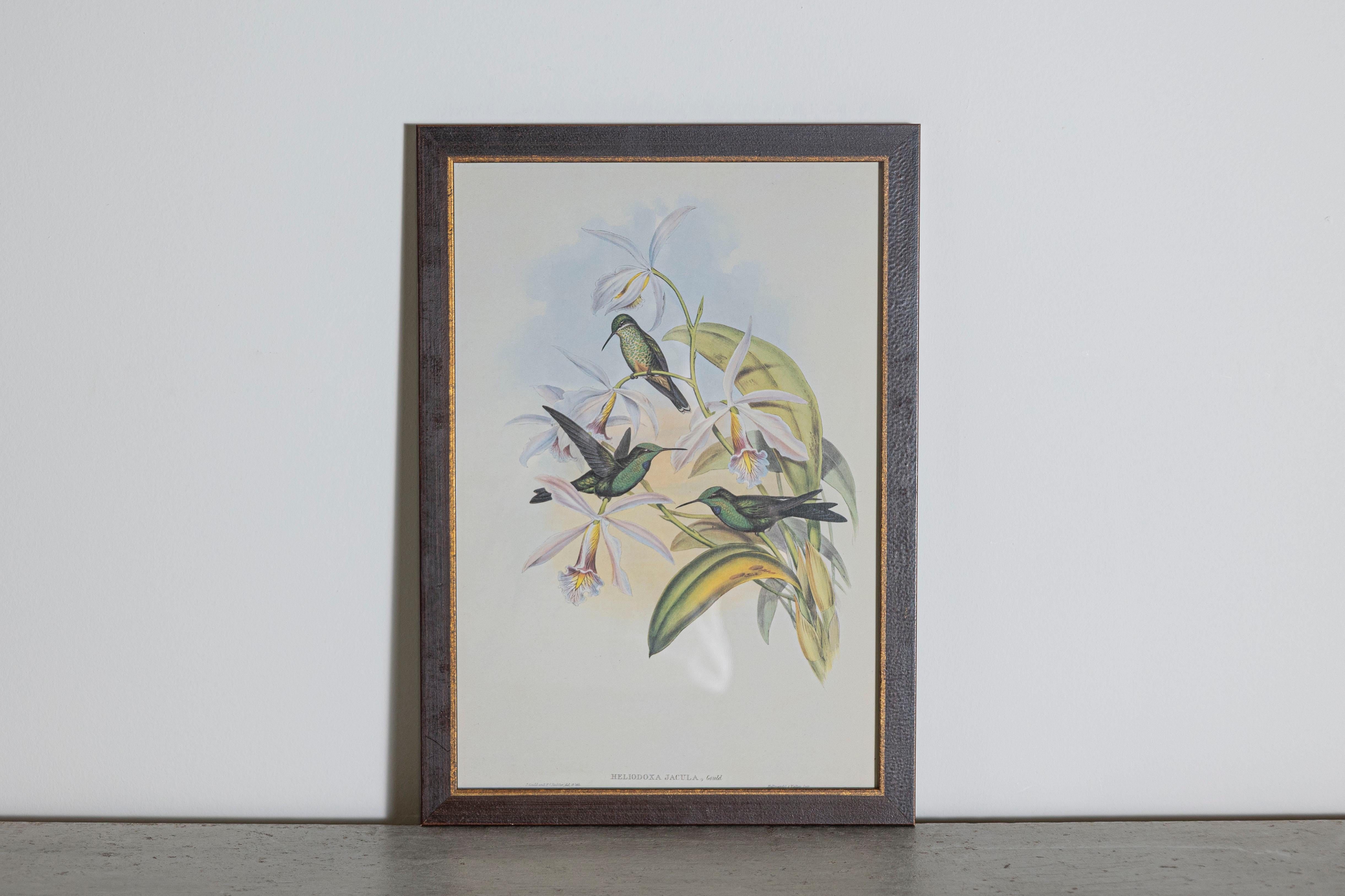 Les tirages d'oiseaux tropicaux encadrés de M. John Gould 1955 sont tirés de son édition limitée à 1000 exemplaires.  
L'ornithologue britannique le plus célèbre du XIXe siècle
John Artistics (1804-1881) était un homme d'affaires, un éditeur et un