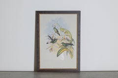 19th Century Bird Print - One of 24