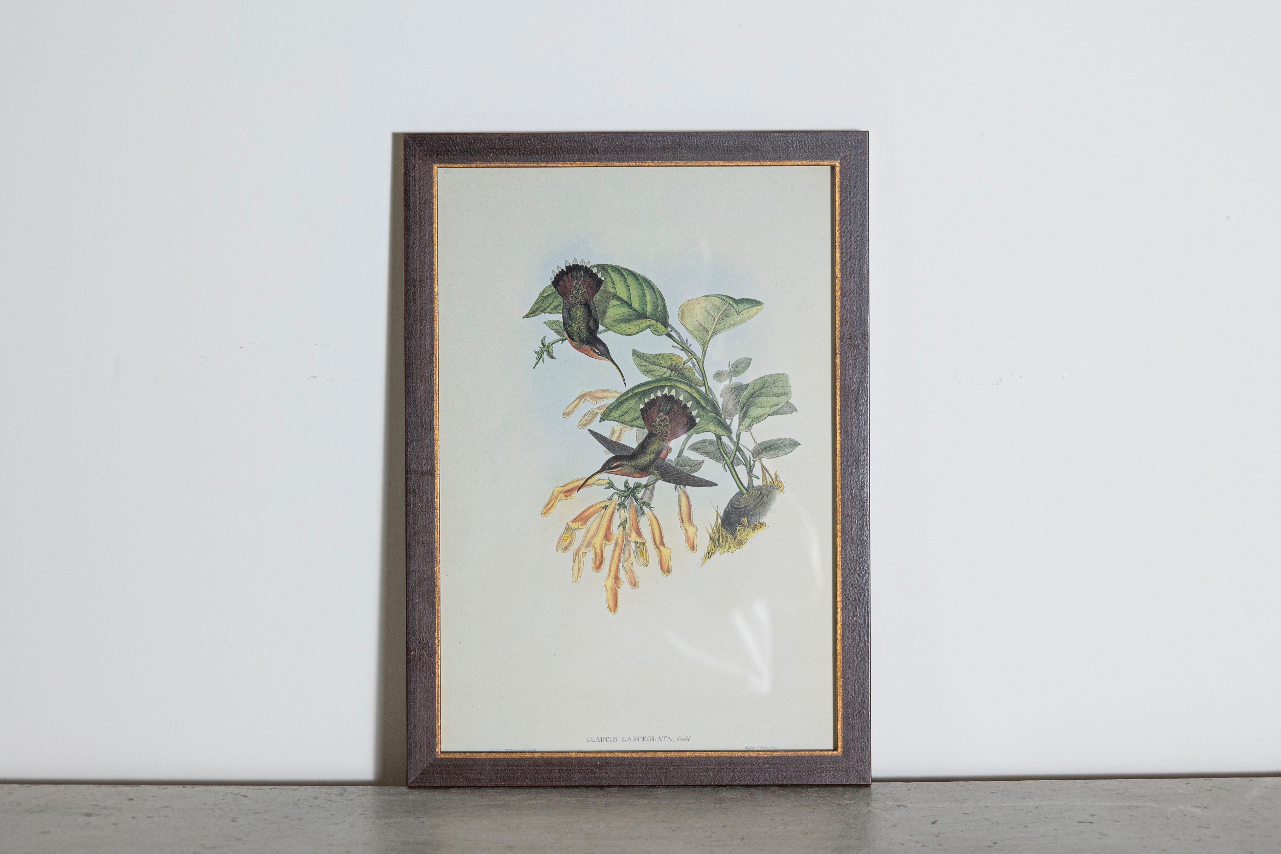 Les tirages d'oiseaux tropicaux encadrés de M. John Gould 1955 sont tirés de son édition limitée à 1000 exemplaires.  
L'ornithologue britannique le plus célèbre du XIXe siècle
John Artistics (1804-1881) était un homme d'affaires, un éditeur et un