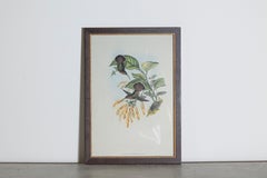 19th Century Bird Print - One of 24