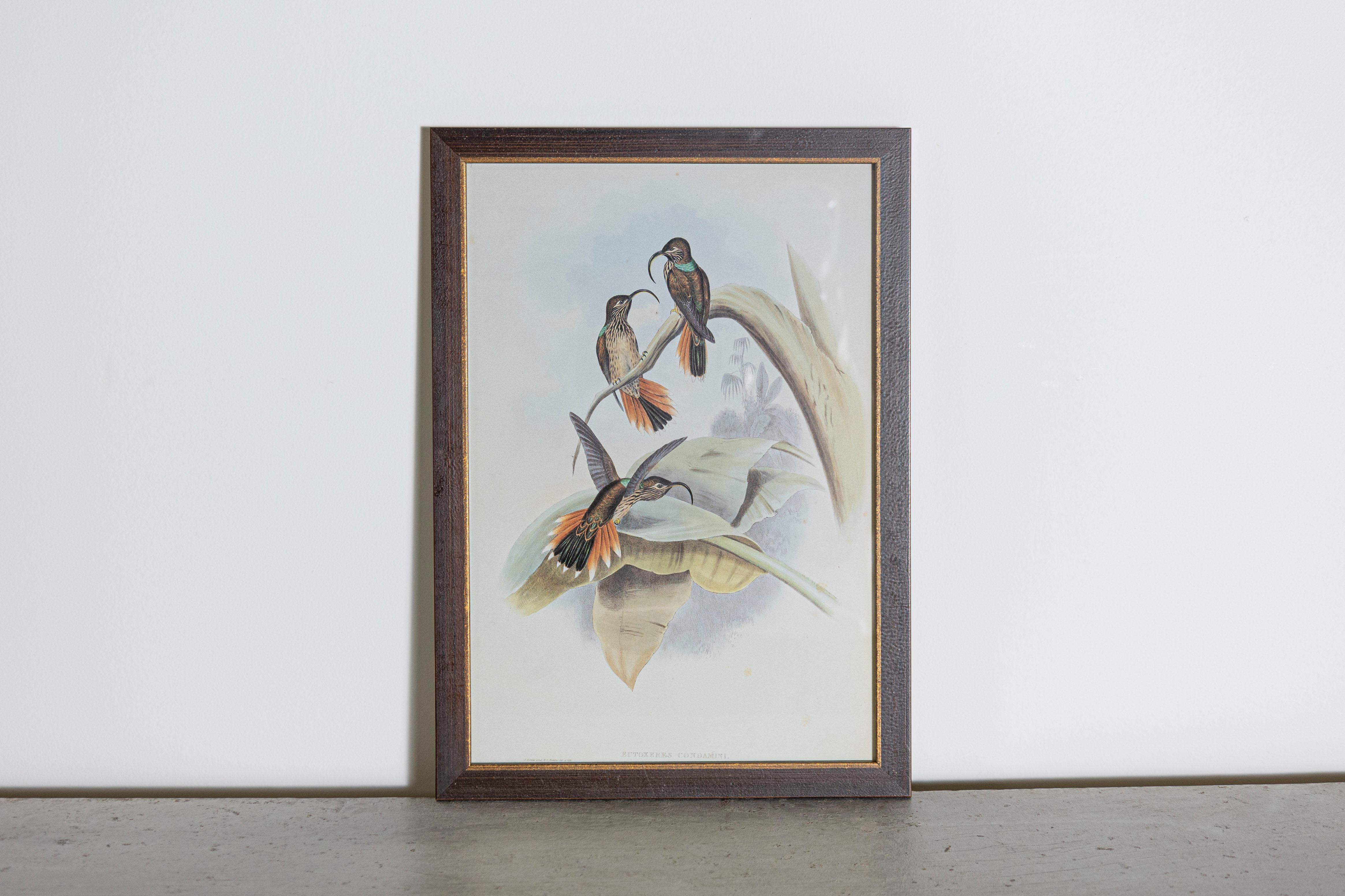 Les tirages d'oiseaux tropicaux encadrés de M. John Gould 1955 sont tirés de son édition limitée à 1000 exemplaires.  
L'ornithologue britannique le plus célèbre du XIXe siècle
John Artistics (1804-1881) était un homme d'affaires, un éditeur et un