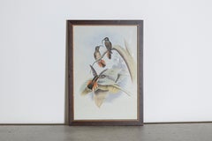 19th Century Bird Print - One of 24