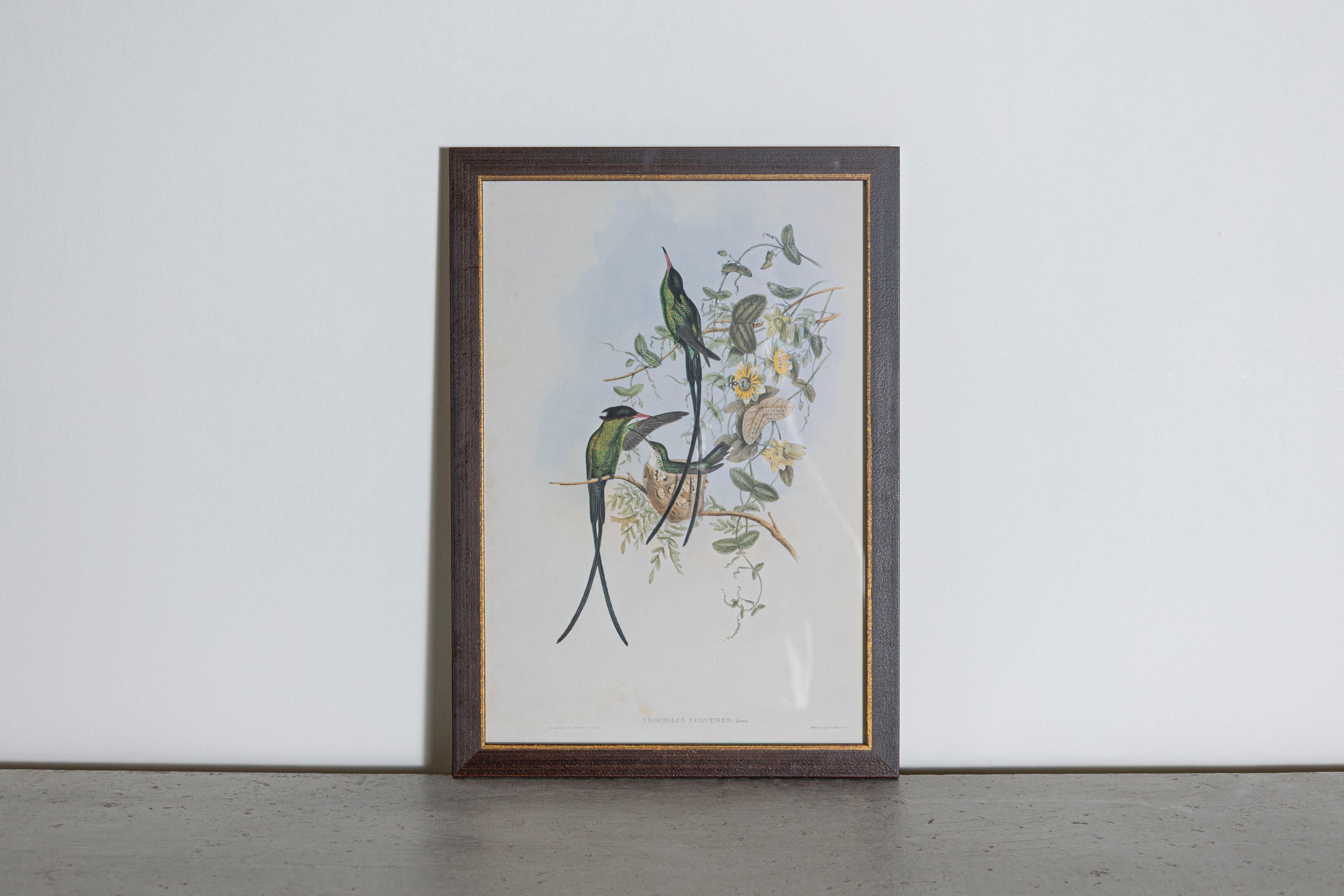 Les tirages d'oiseaux tropicaux encadrés de M. John Gould 1955 sont tirés de son édition limitée à 1000 exemplaires.  
L'ornithologue britannique le plus célèbre du XIXe siècle
John Artistics (1804-1881) était un homme d'affaires, un éditeur et un