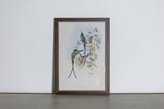 19th Century Bird Print - One of 24