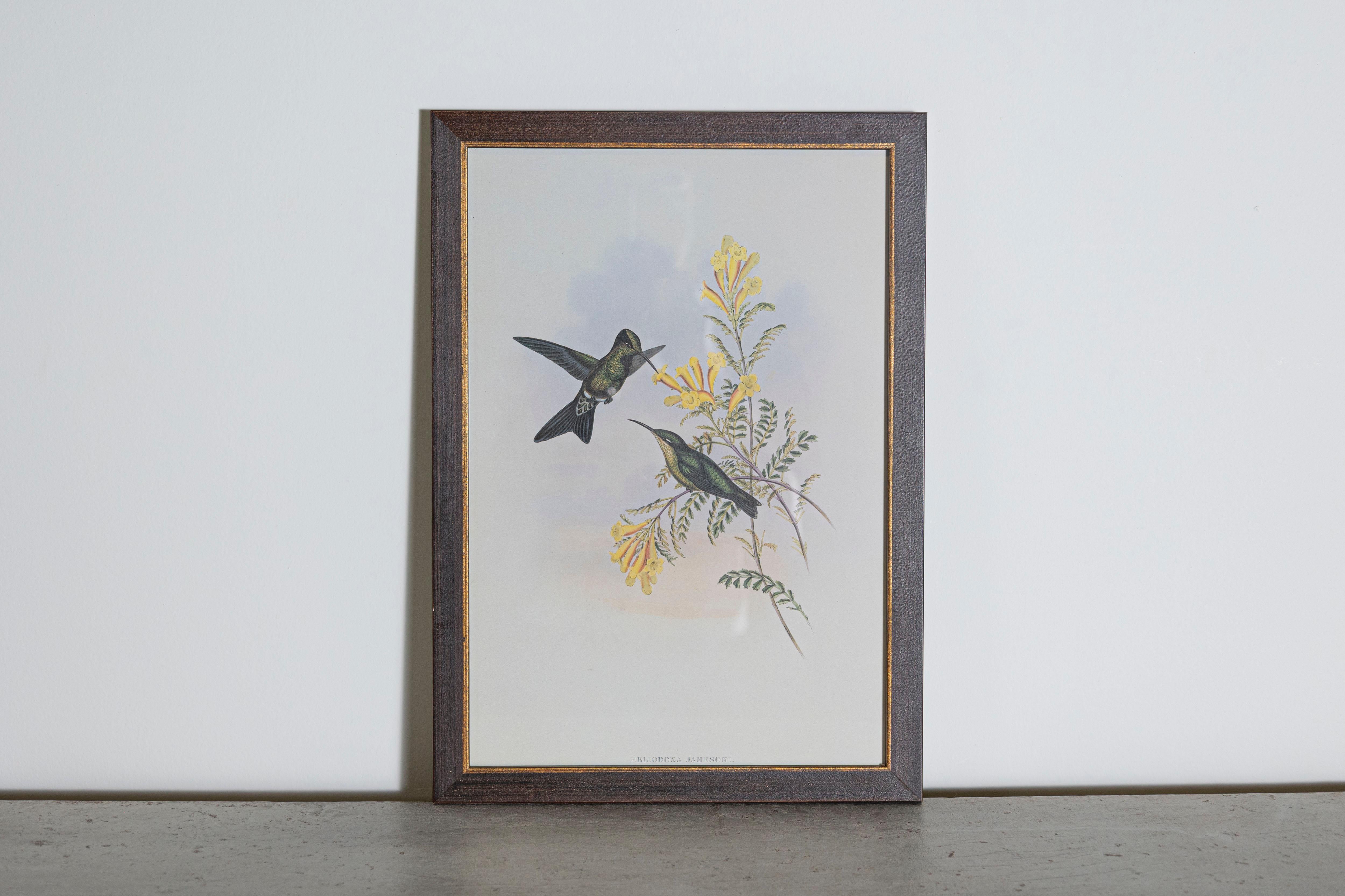 Les tirages d'oiseaux tropicaux encadrés de M. John Gould 1955 sont tirés de son édition limitée à 1000 exemplaires.  
L'ornithologue britannique le plus célèbre du XIXe siècle
John Artistics (1804-1881) était un homme d'affaires, un éditeur et un