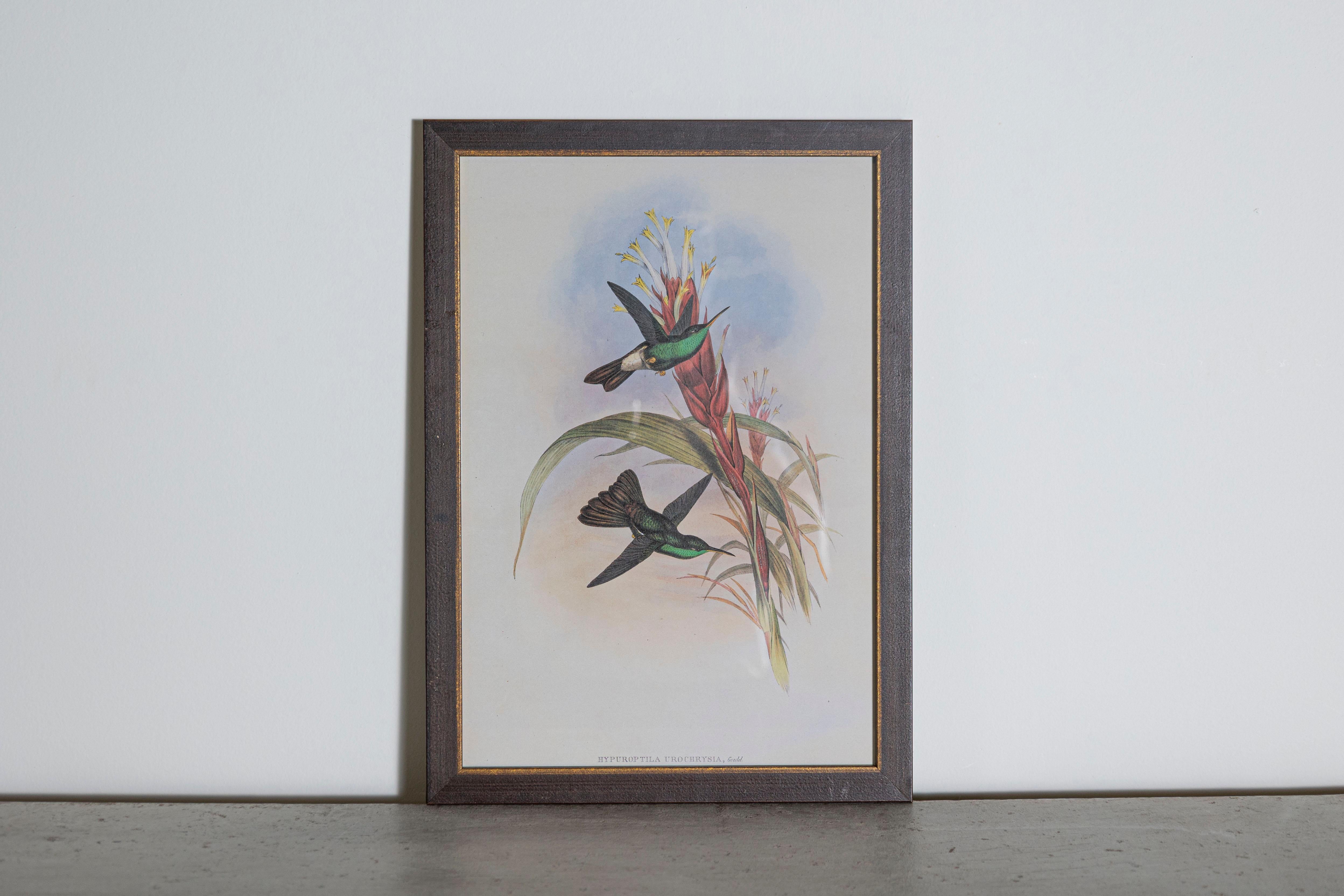 Les tirages d'oiseaux tropicaux encadrés de M. John Gould 1955 sont tirés de son édition limitée à 1000 exemplaires.  
L'ornithologue britannique le plus célèbre du XIXe siècle
John Artistics (1804-1881) était un homme d'affaires, un éditeur et un