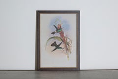 19th Century Bird Print - One of 24
