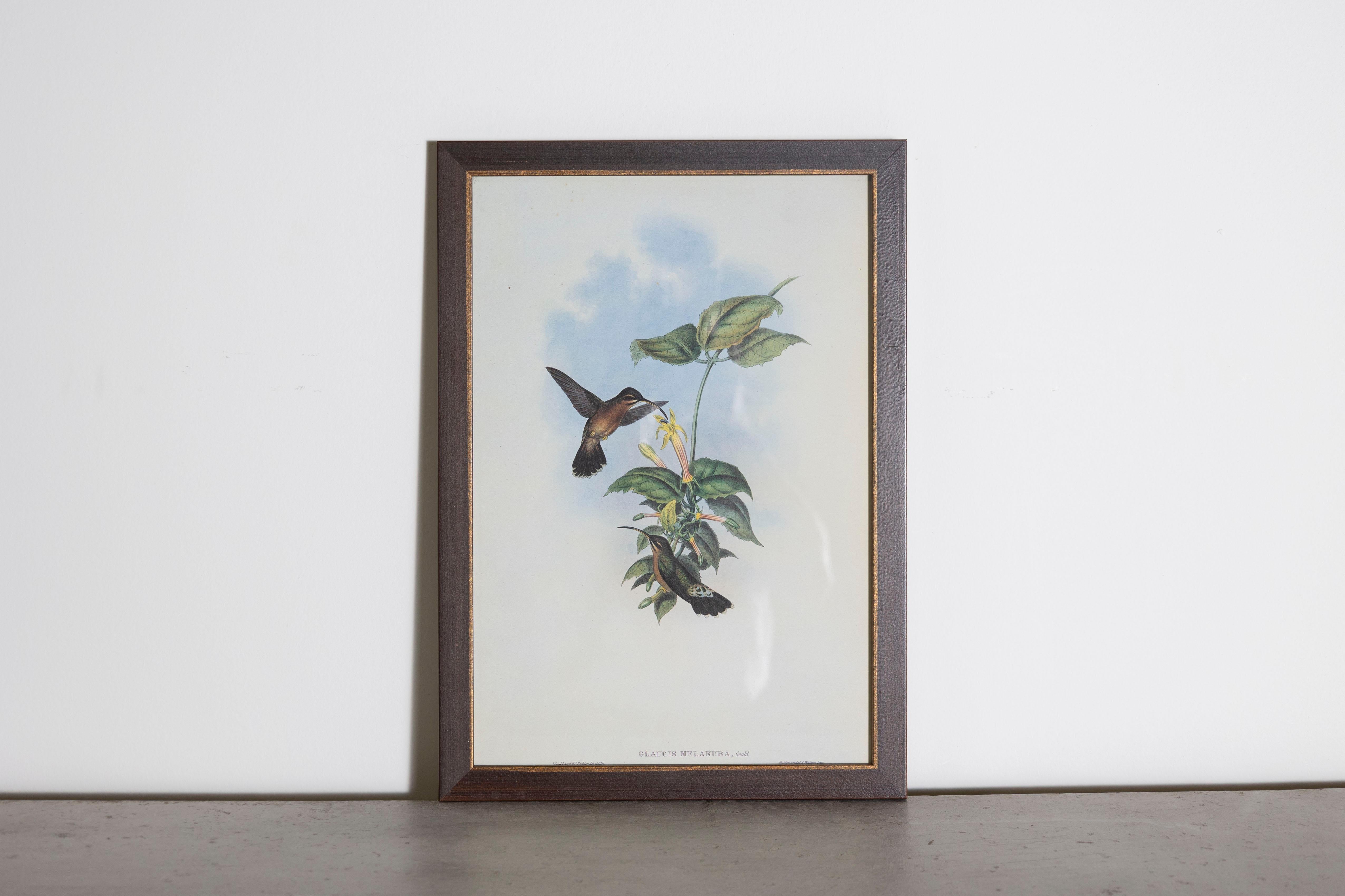 Le stampe di uccelli tropicali con cornice di John Goulds 1955 sono tratte dalla sua edizione limitata di 1000 esemplari.  
Il più celebre ornitologo britannico del diciannovesimo secolo
John Gould (1804-1881) era un uomo d'affari, editore e