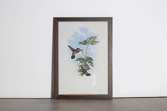 19th Century Bird Print - One of 24