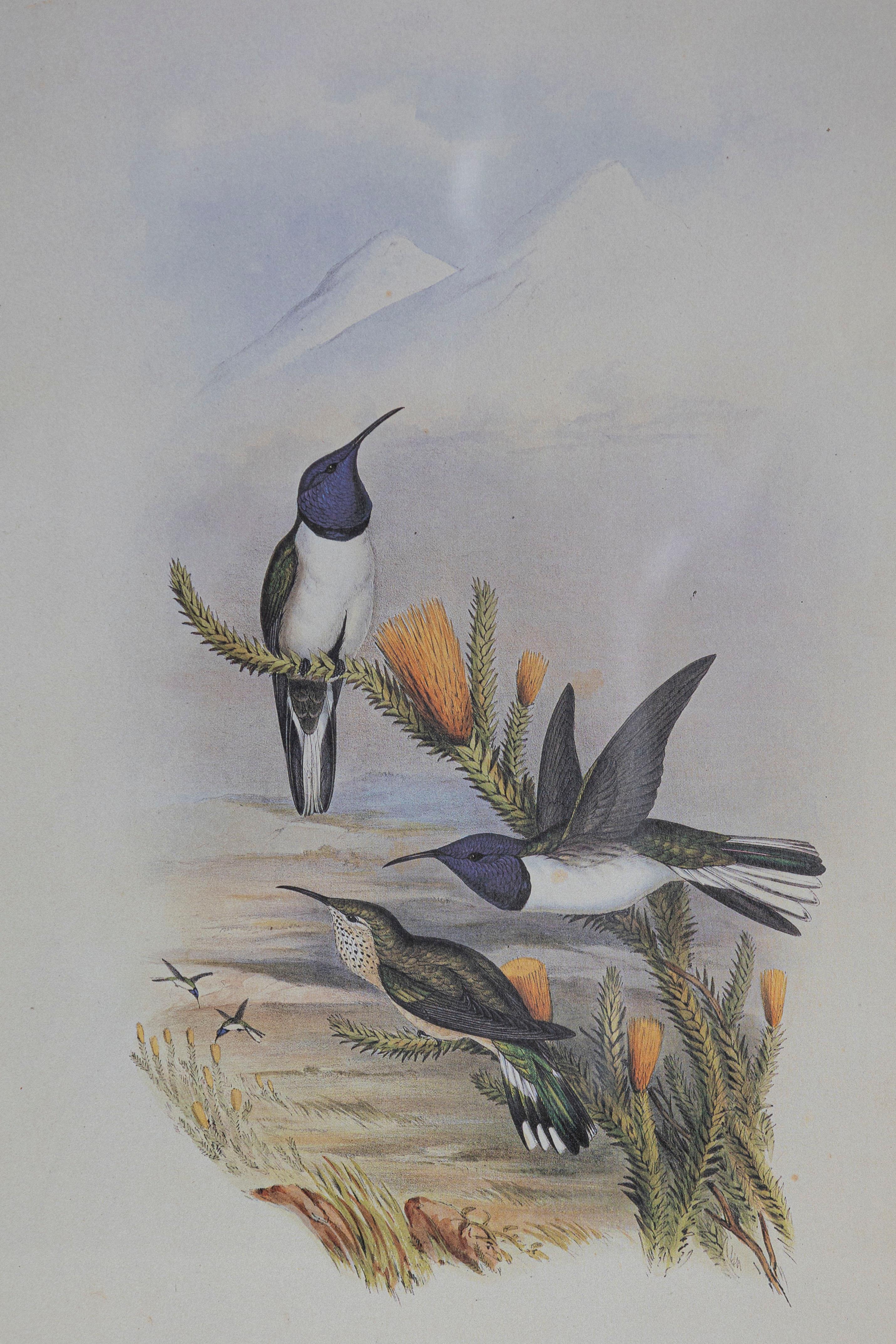 Anglais Gravure d'oiseau du 19e siècle - Une des 24 en vente