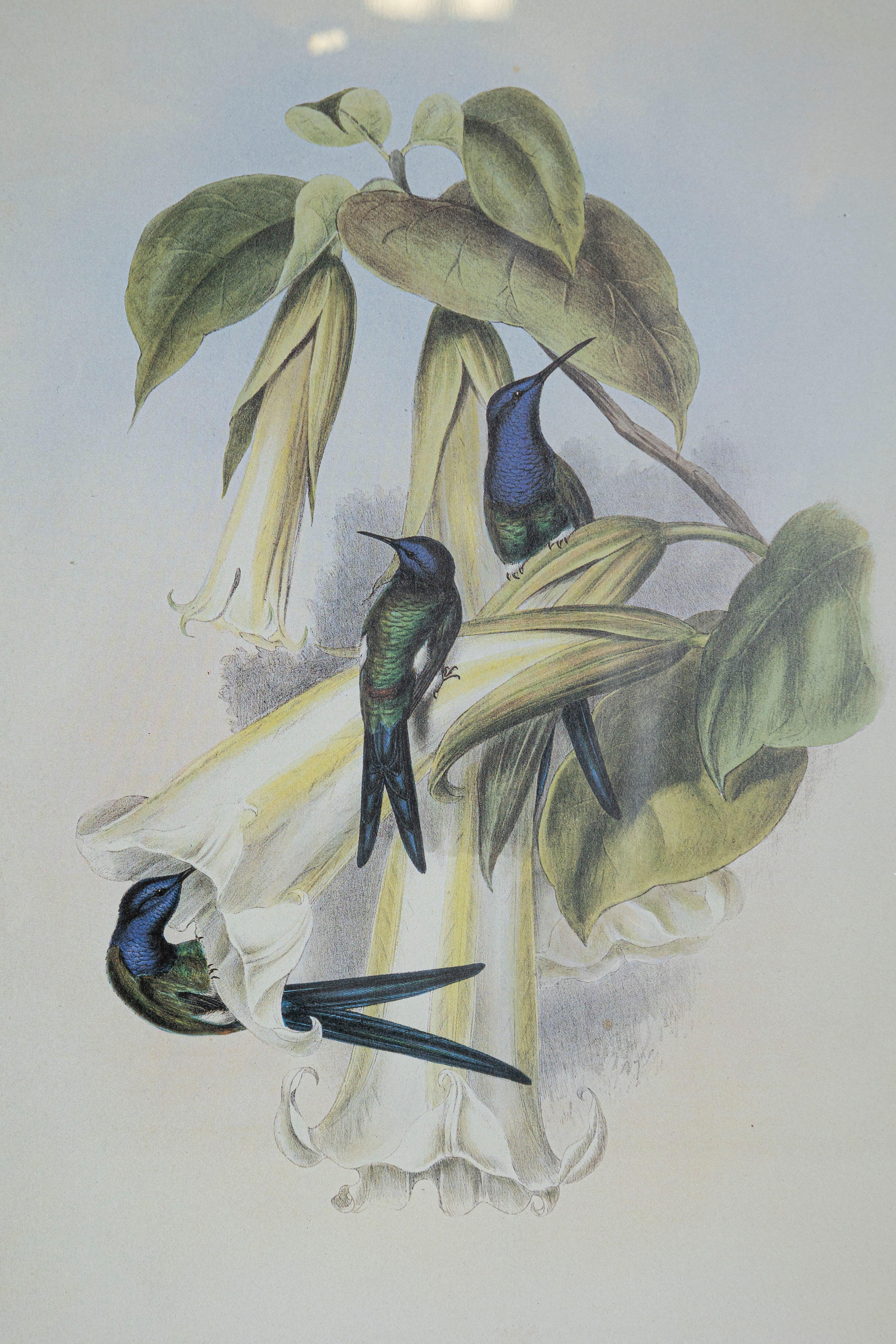 English 19th Century Bird Print - One of 24 For Sale