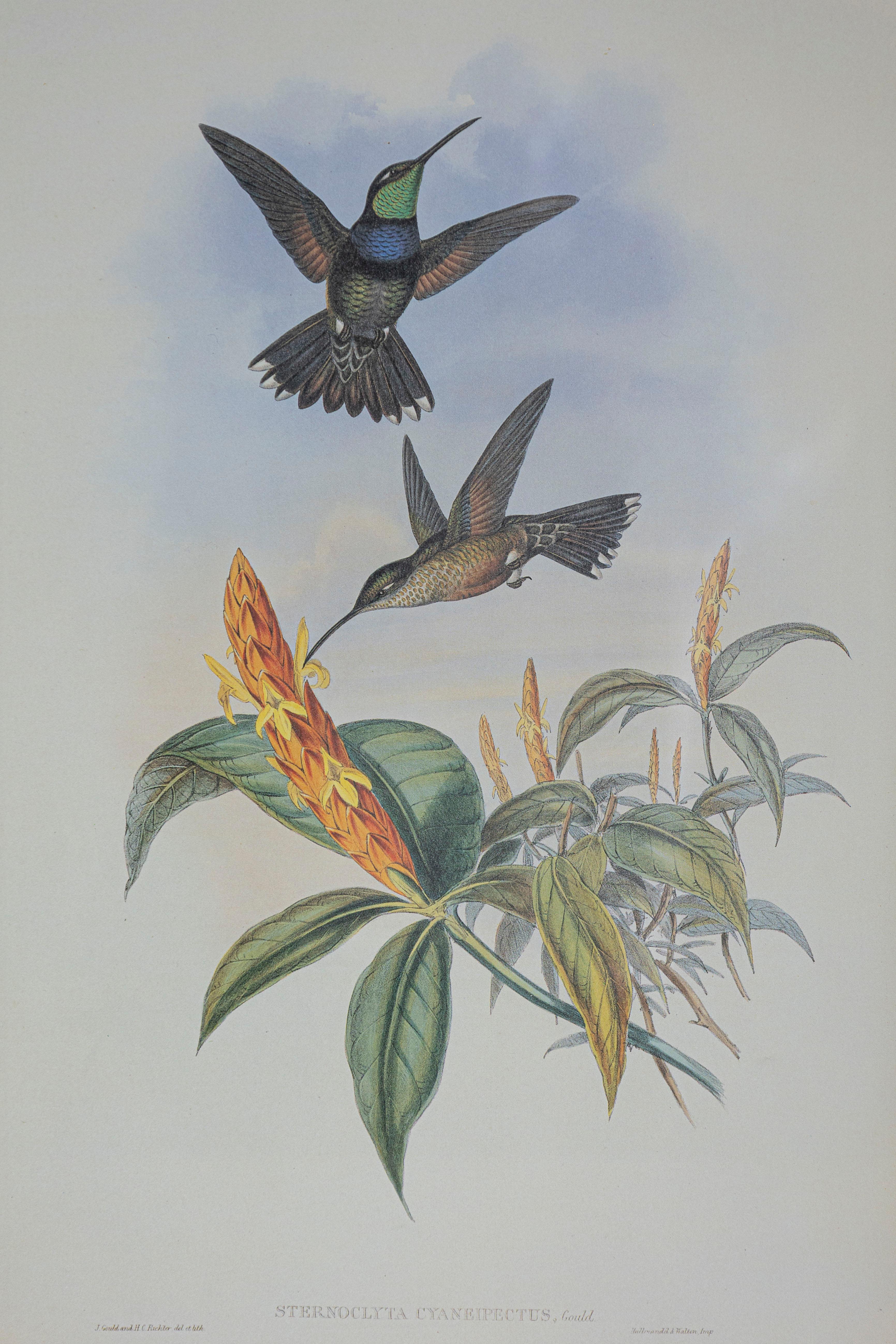 19th Century Bird Print - One of 24 In Good Condition For Sale In Atlanta, GA