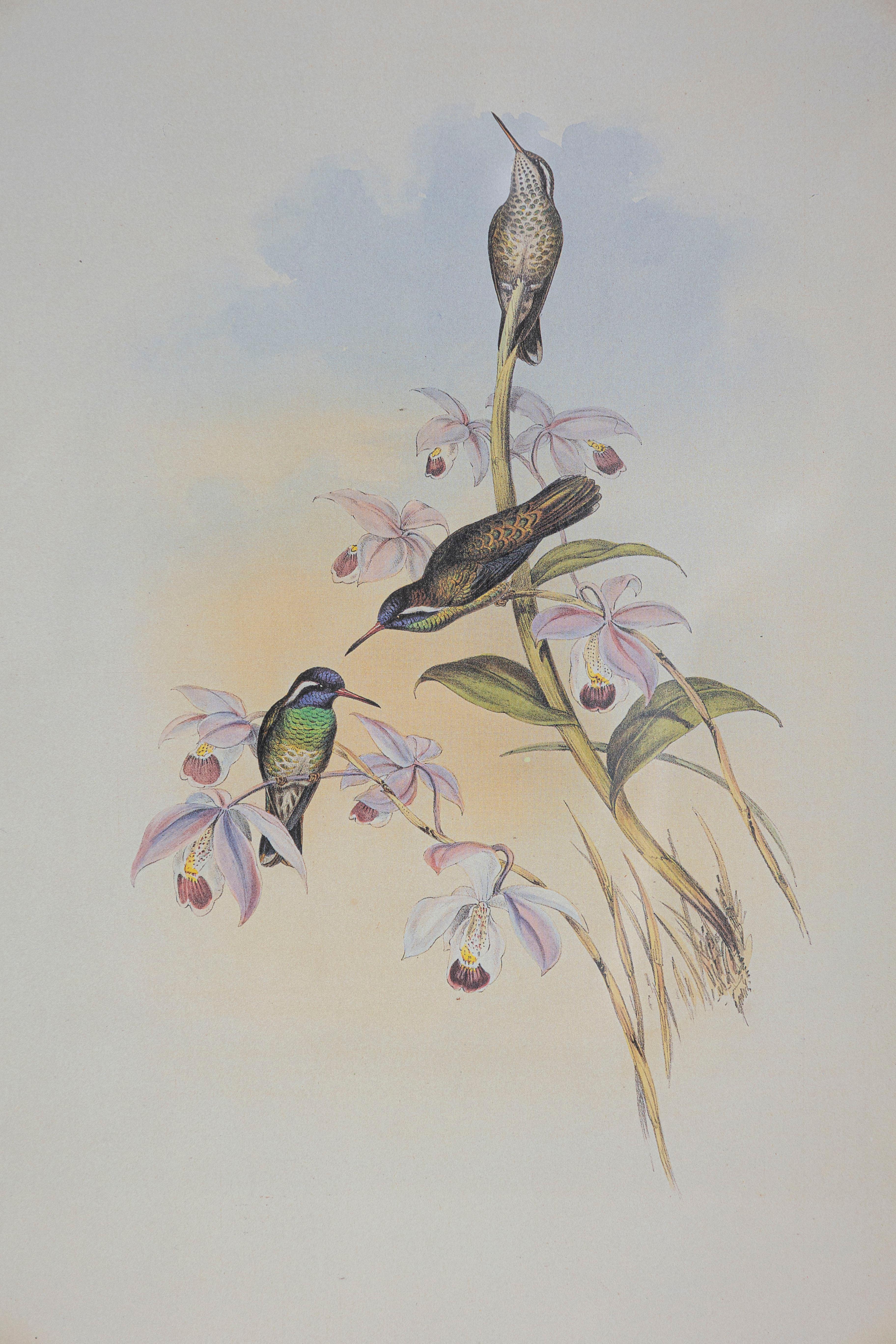Anglais Gravure d'oiseau du 19e siècle - Une des 24 en vente