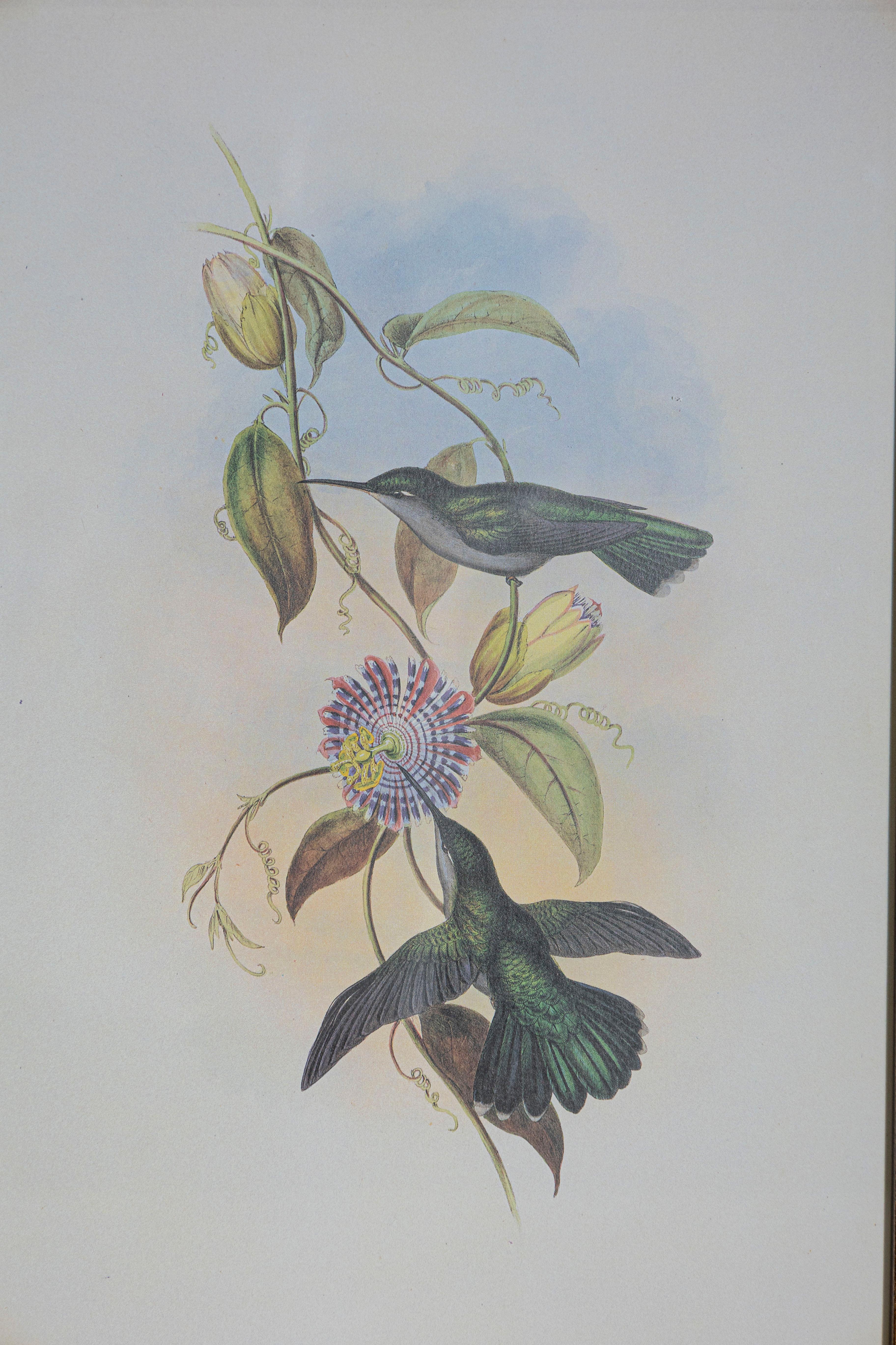 English 19th Century Bird Print - One of 24 For Sale