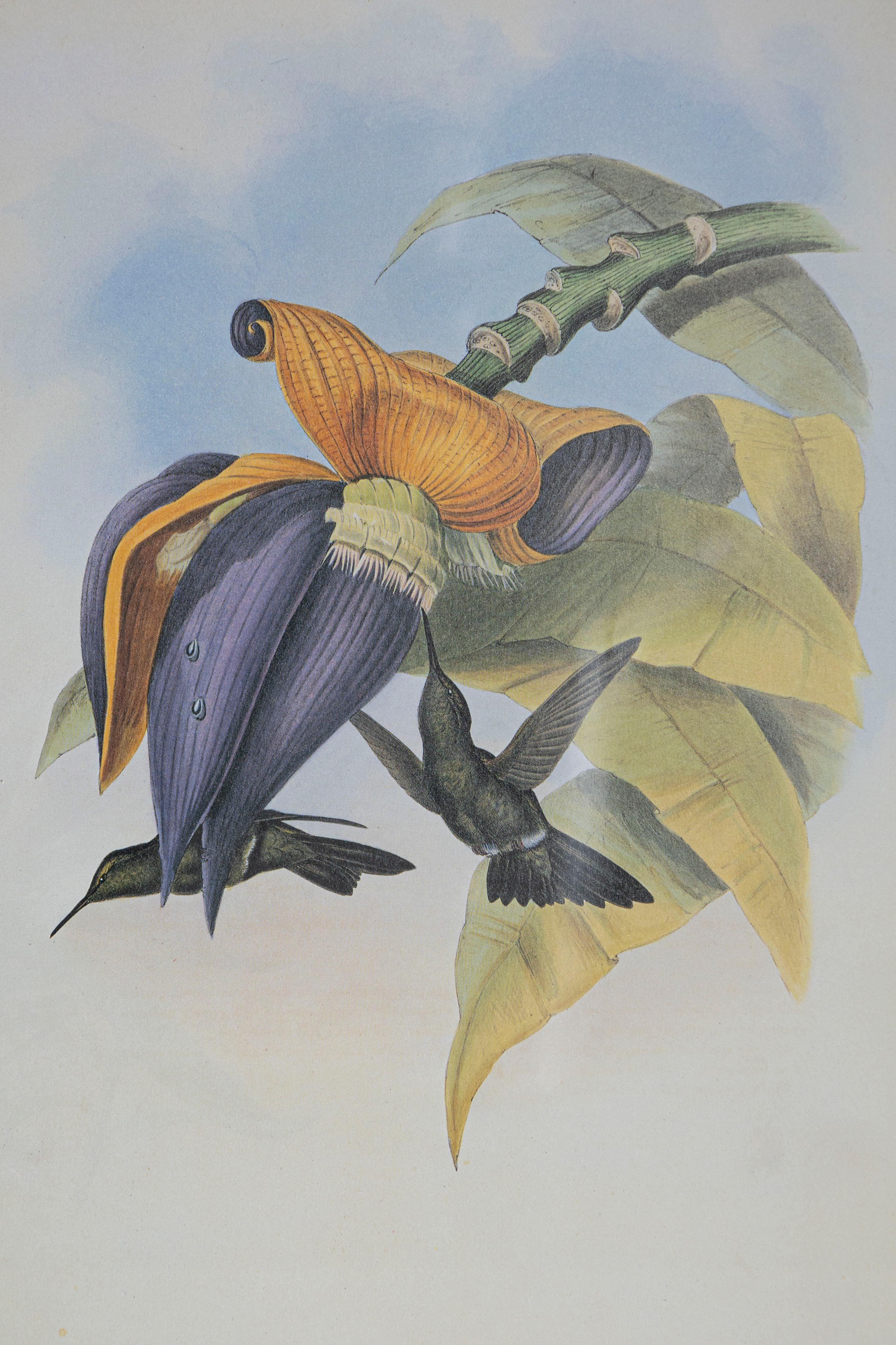 Victorien Gravure d'oiseau du 19e siècle - Une des 24 en vente