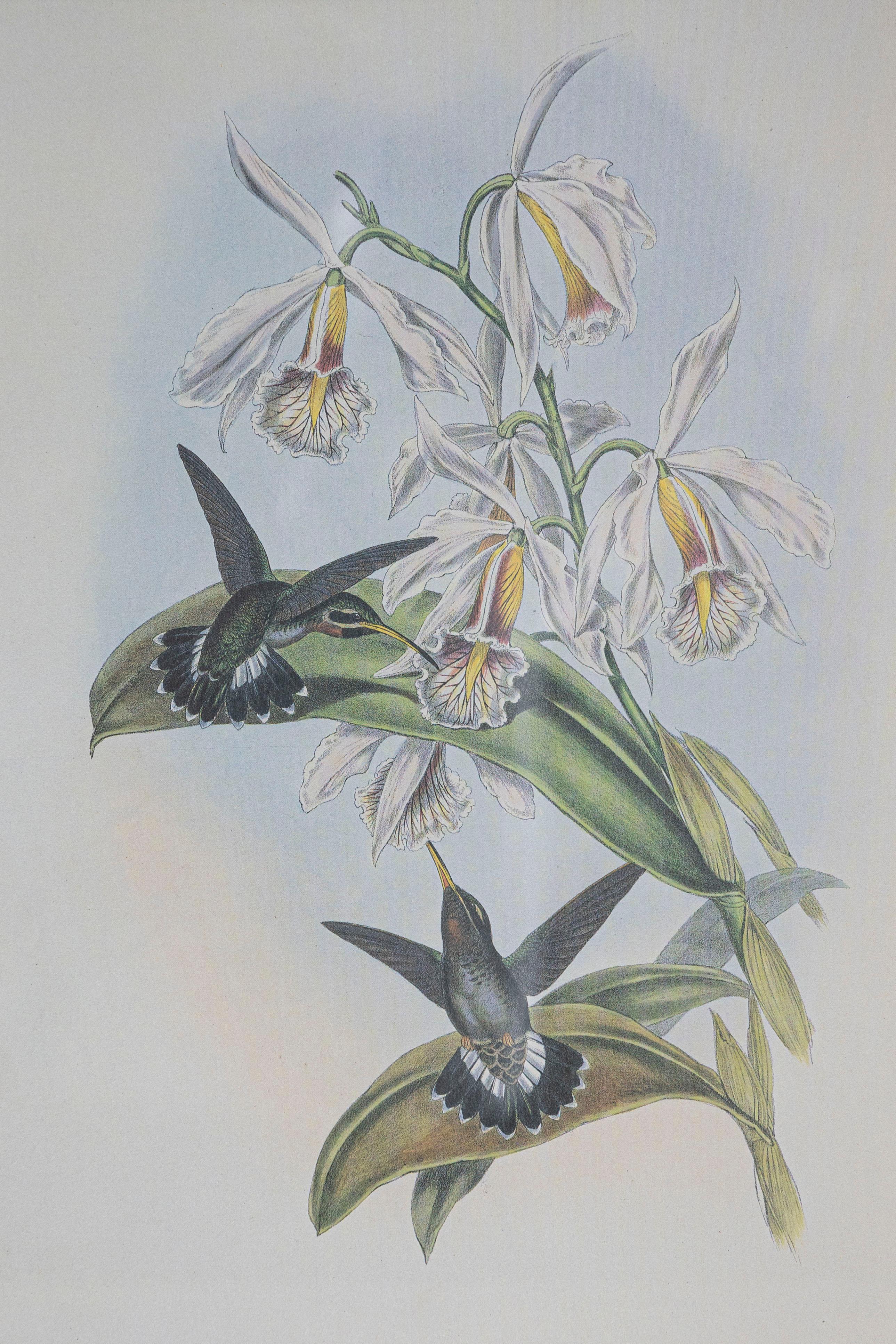 Victorian 19th Century Bird Print - One of 24 For Sale