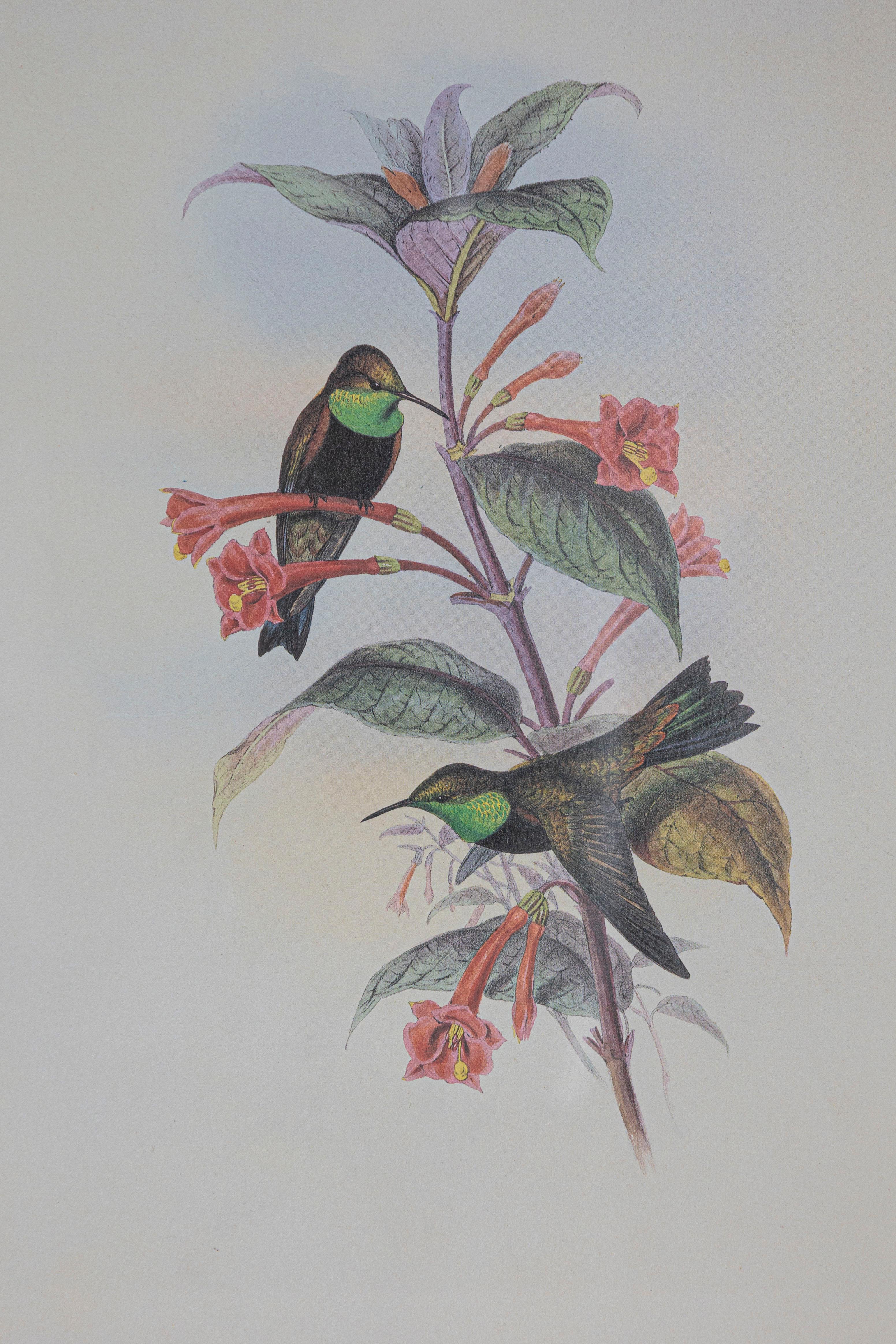 Victorien Gravure d'oiseau du 19e siècle - Une des 24 en vente