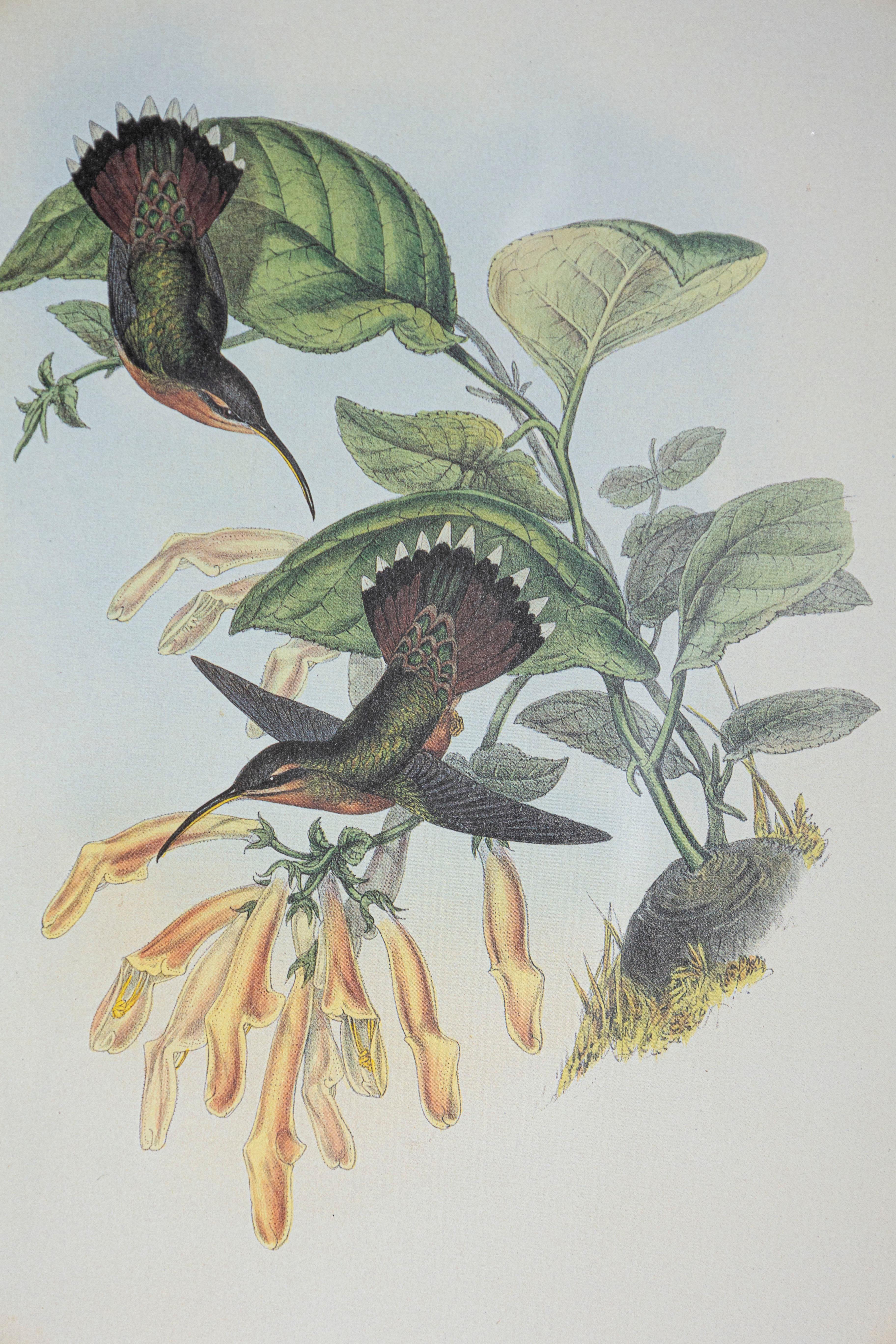 Victorien Gravure d'oiseau du 19e siècle - Une des 24 en vente