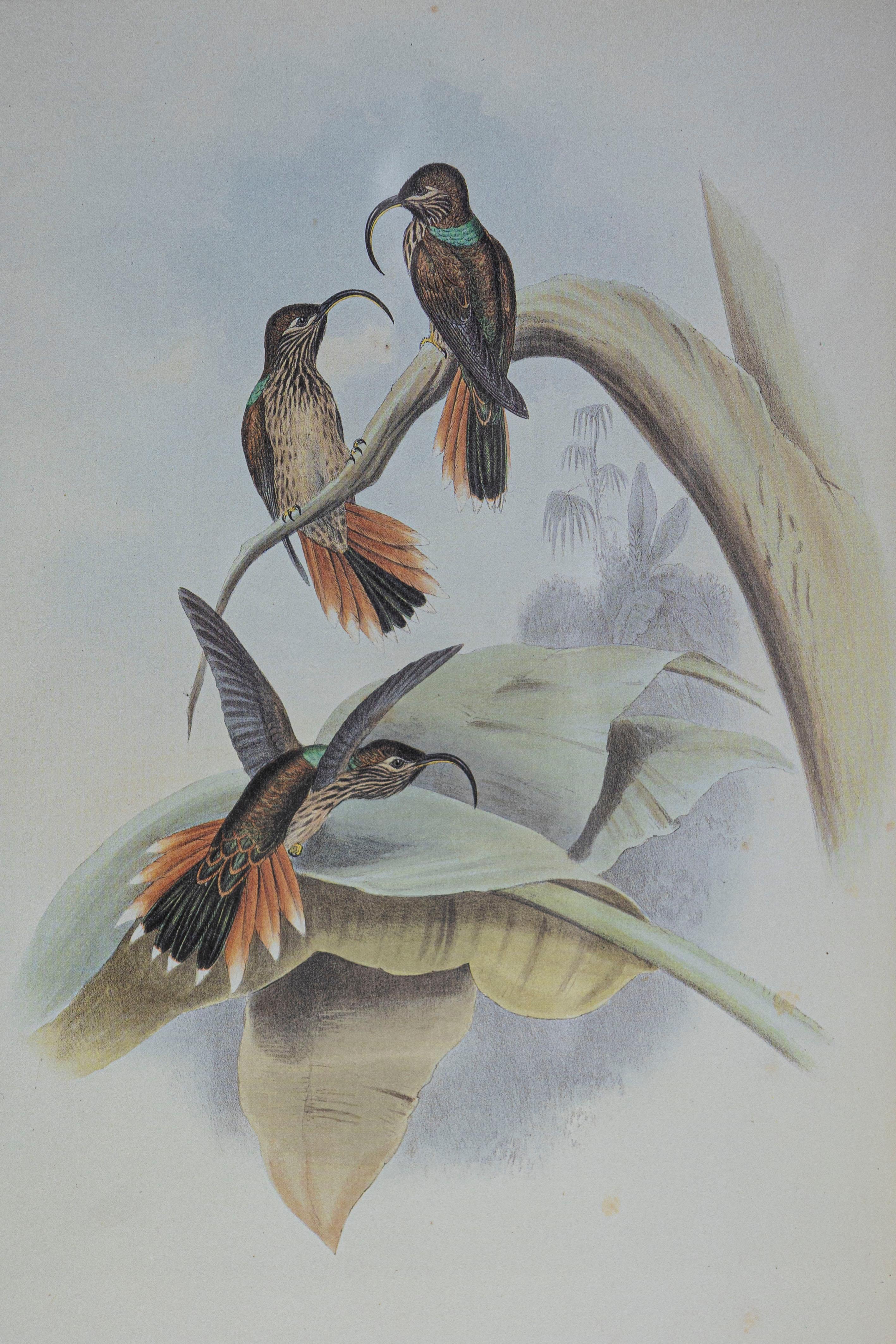 Victorien Gravure d'oiseau du 19e siècle - Une des 24 en vente