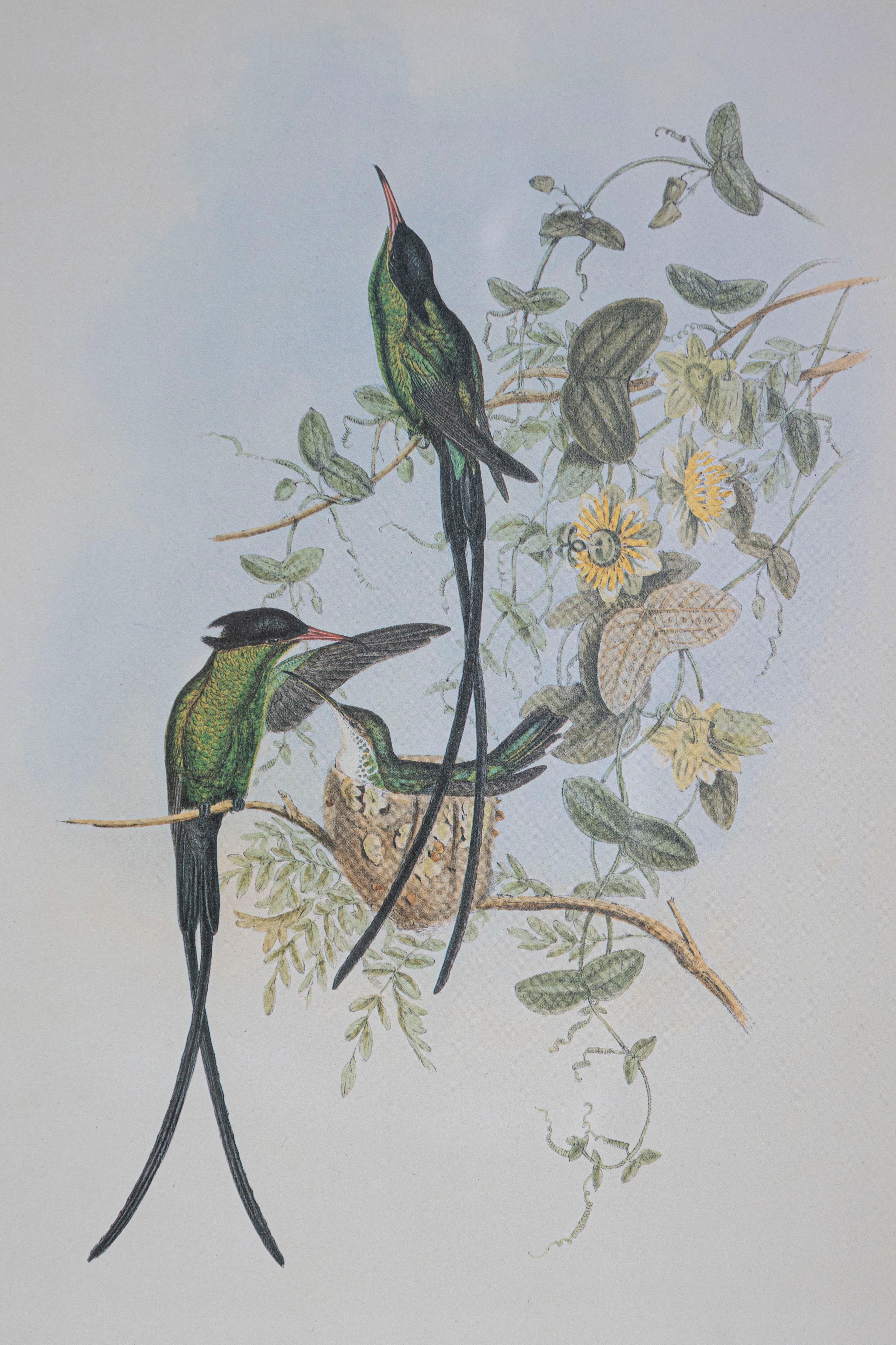 Victorien Gravure d'oiseau du 19e siècle - Une des 24 en vente