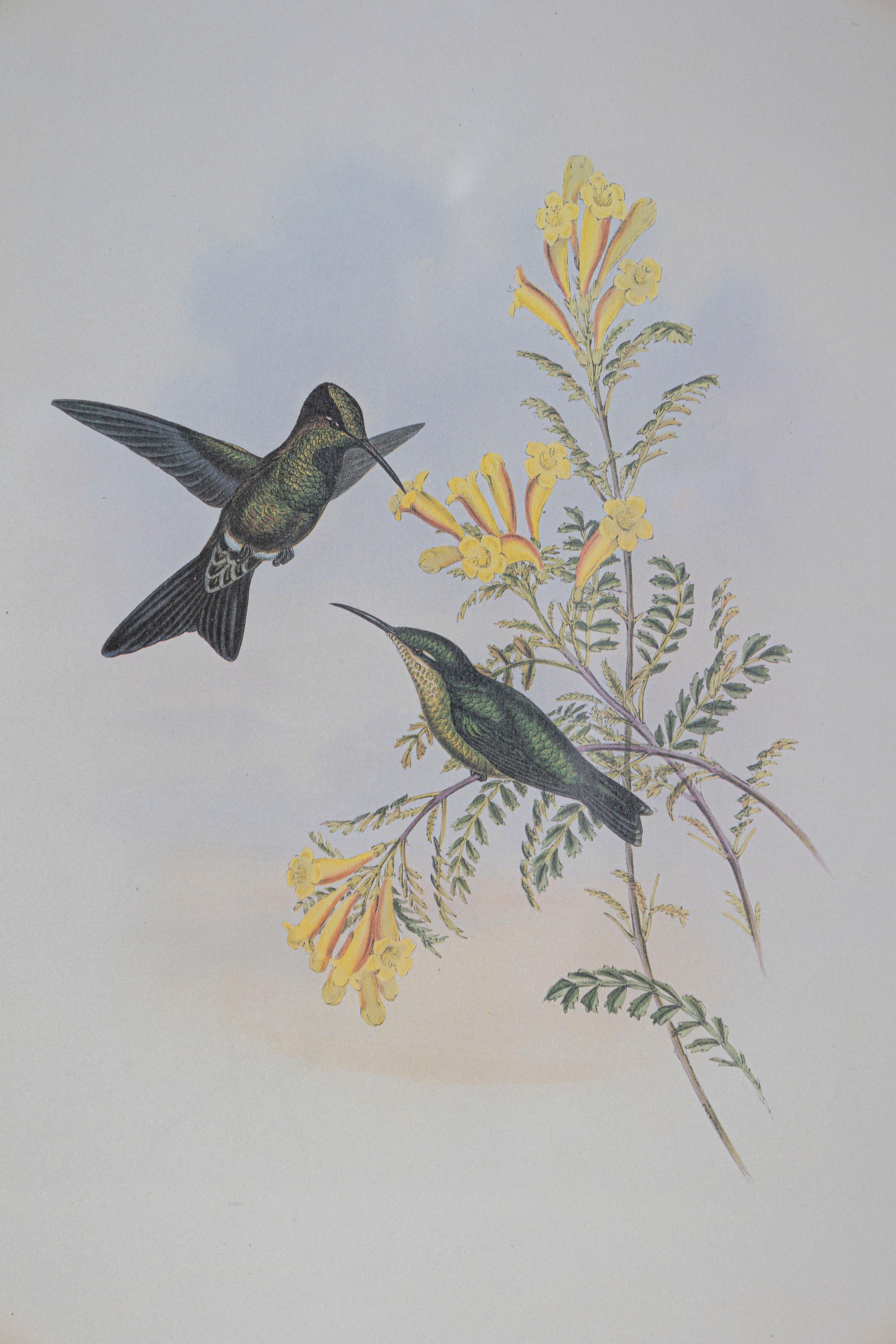 Victorien Gravure d'oiseau du 19e siècle - Une des 24 en vente