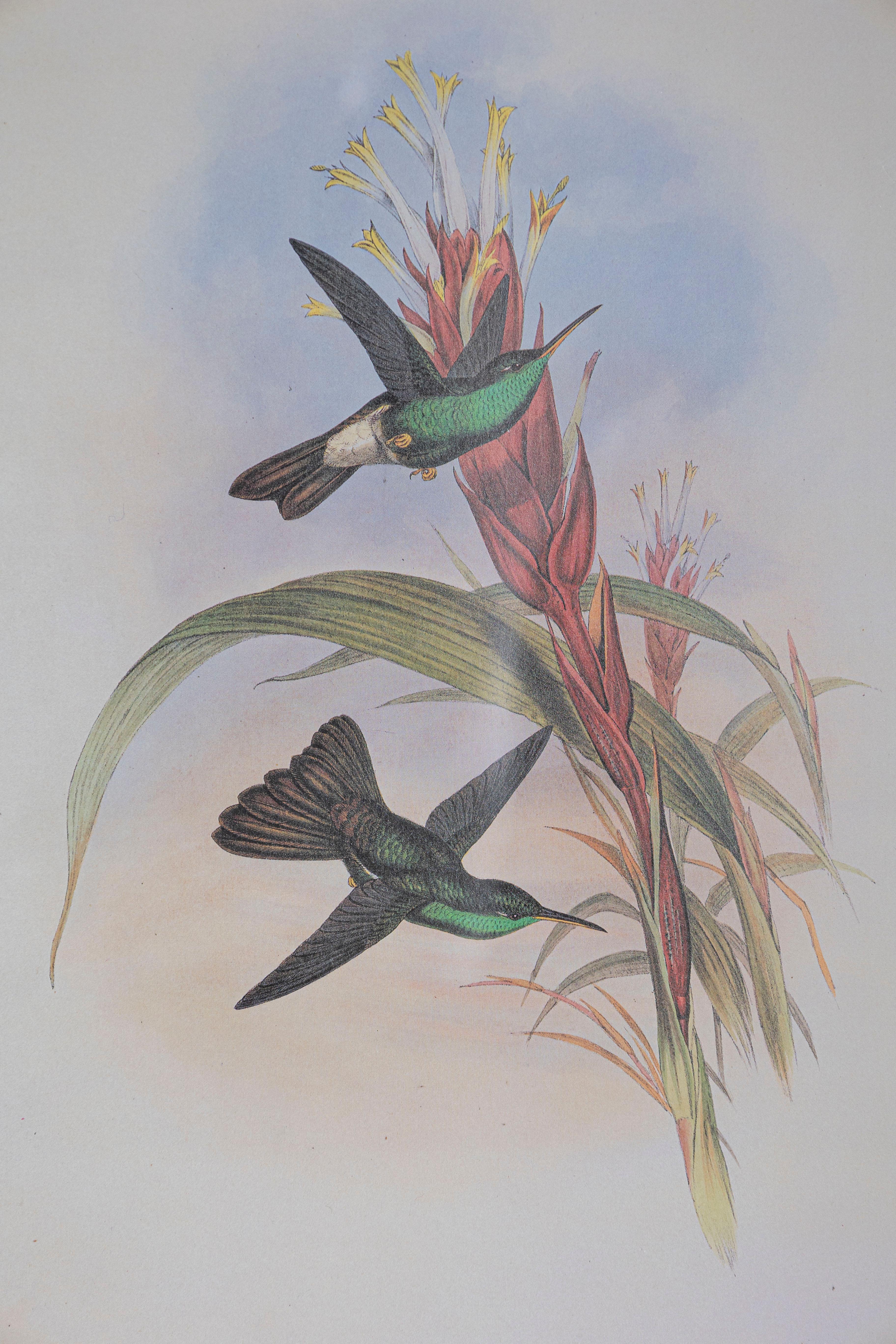 Victorien Gravure d'oiseau du 19e siècle - Une des 24 en vente
