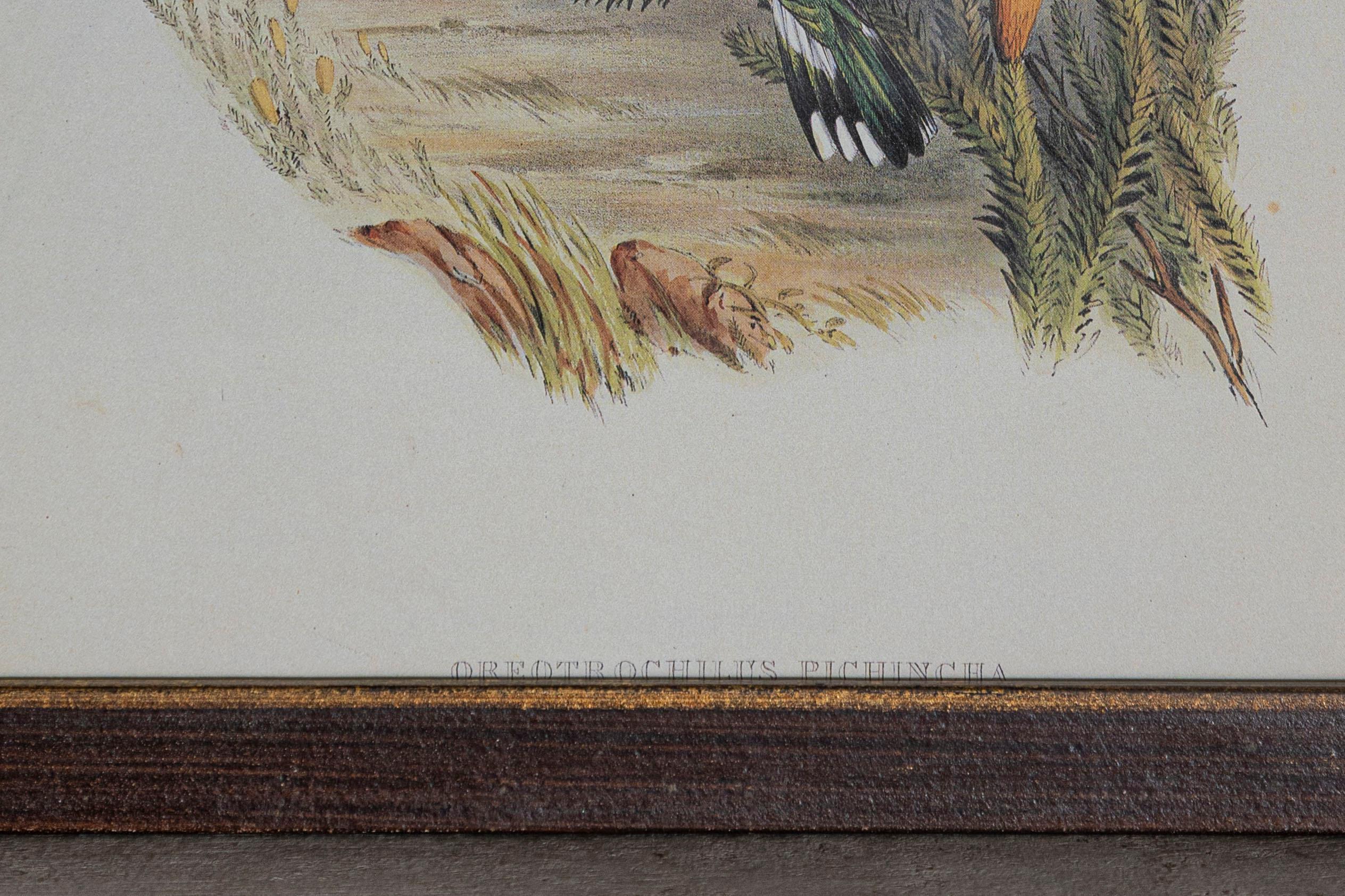 Gravure d'oiseau du 19e siècle - Une des 24 Bon état - En vente à Atlanta, GA