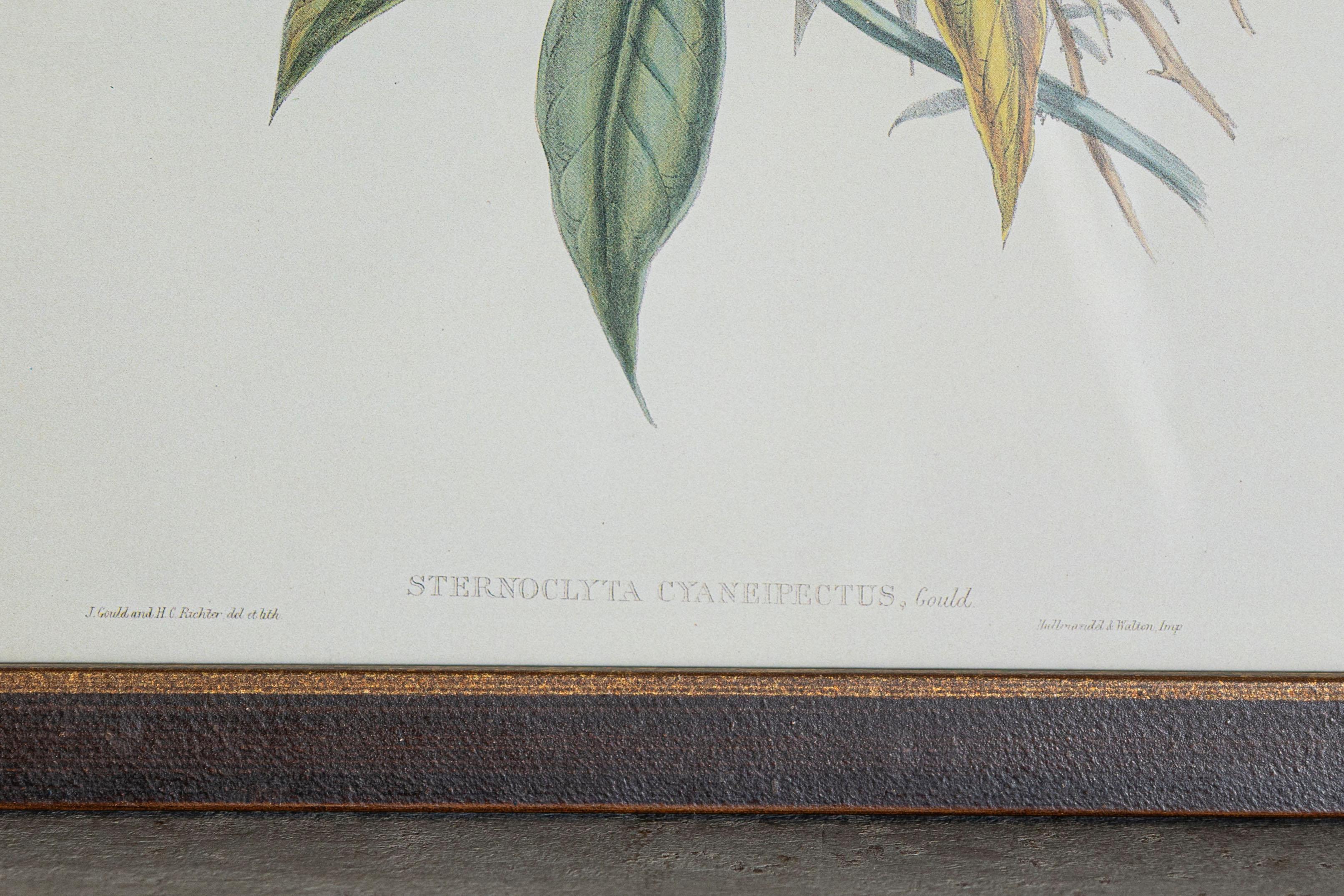 Paper 19th Century Bird Print - One of 24 For Sale